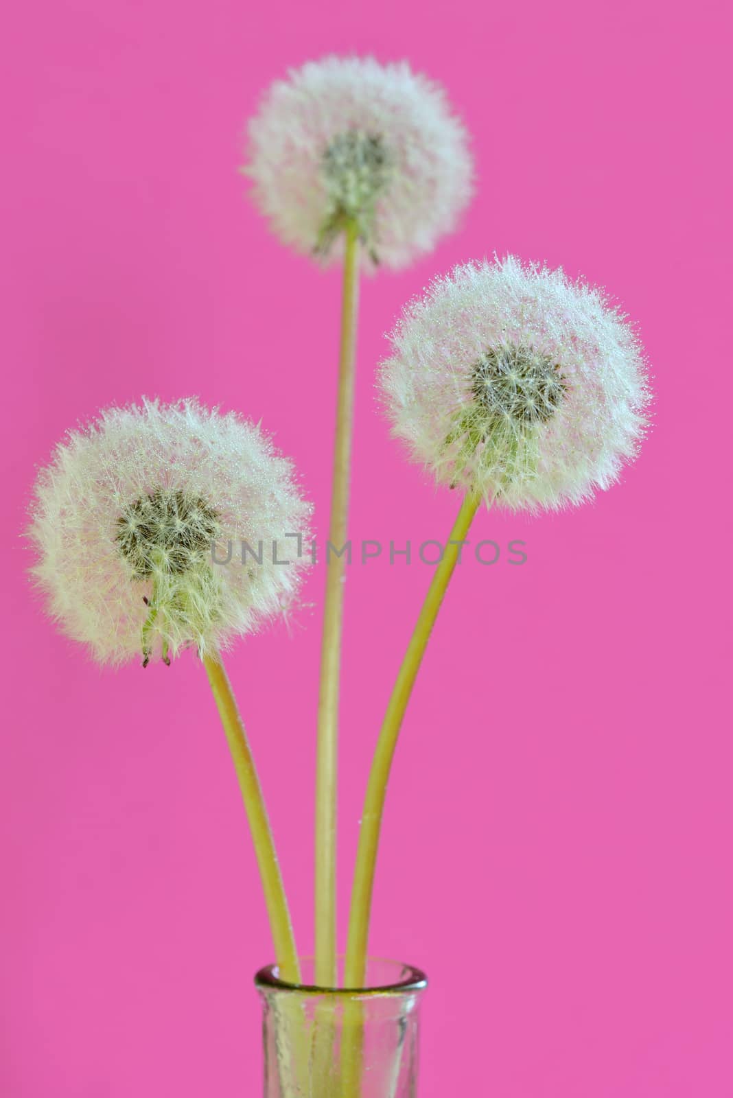 three dandelions in a vase