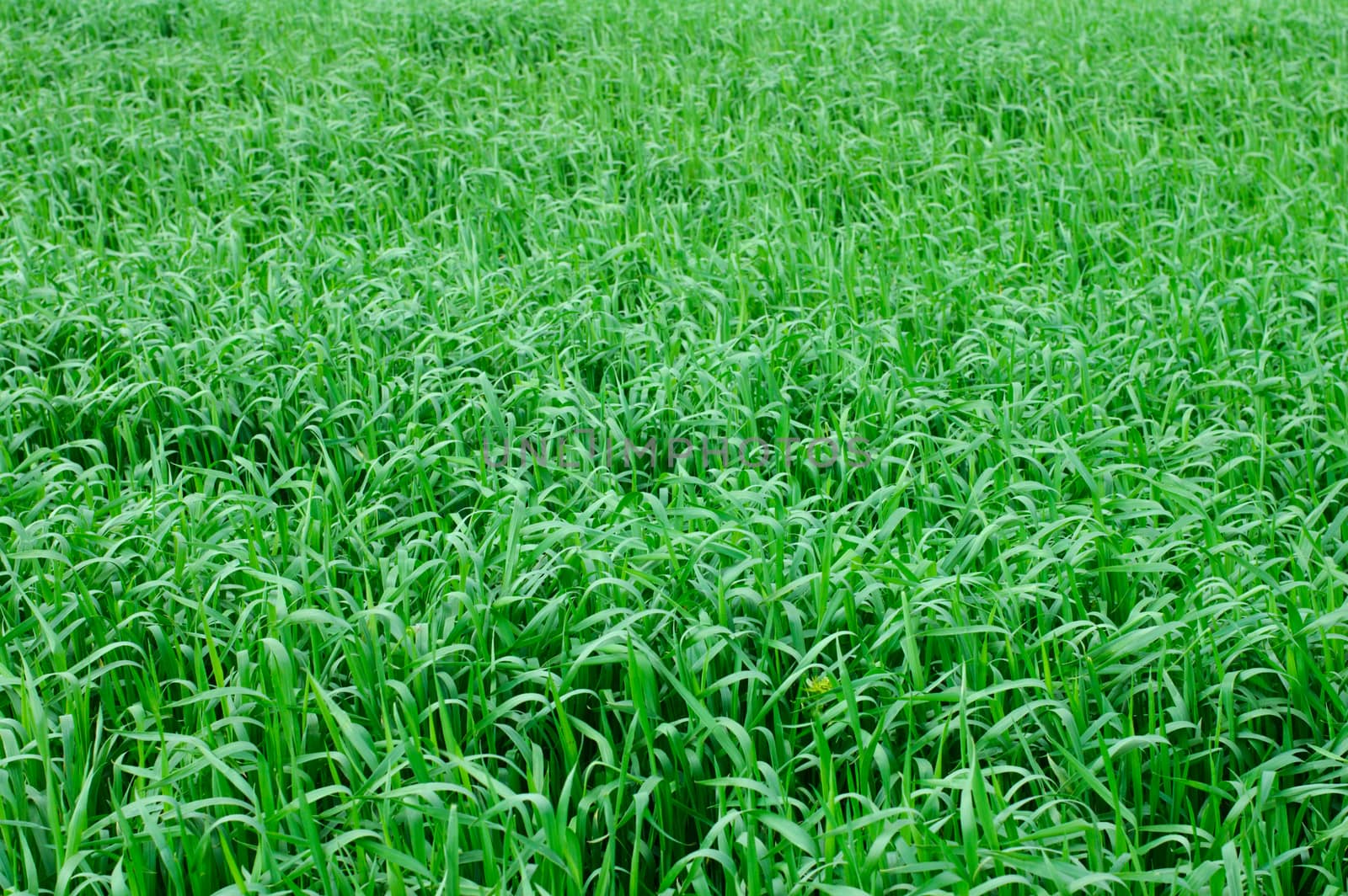 wheat field by don_vladimir