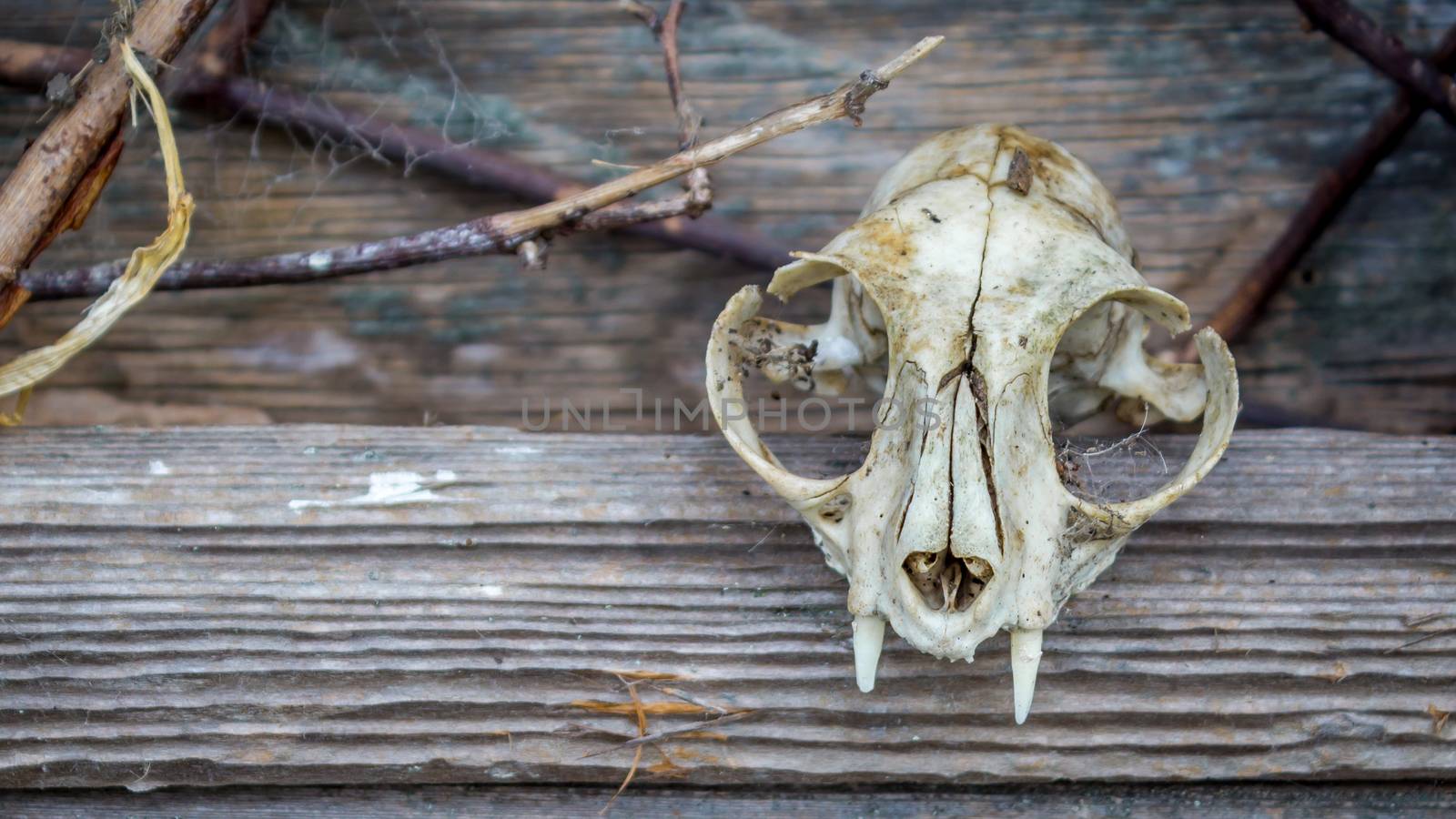 An animal skull rests on the window of an old barn.