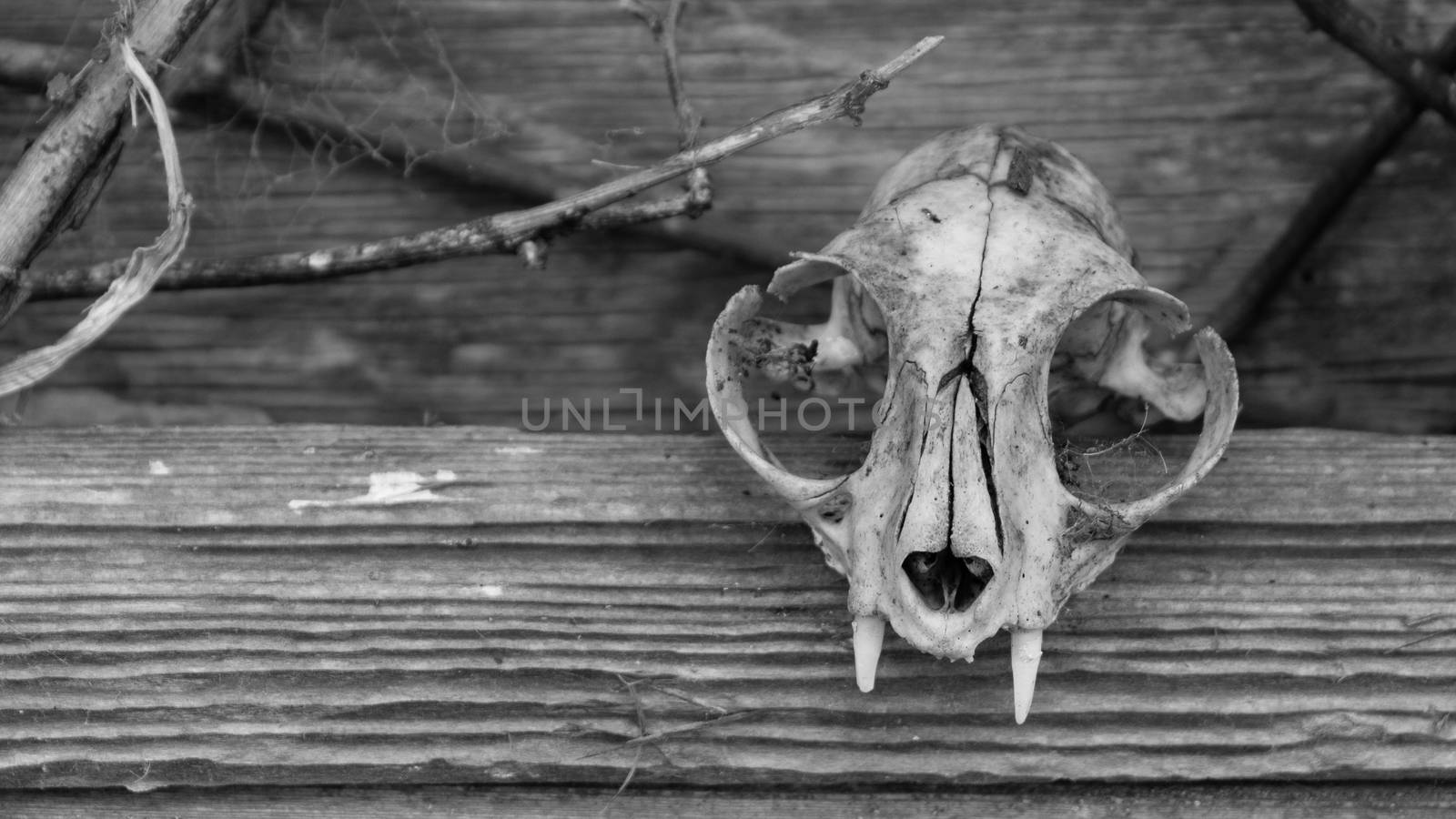 An animal skull rests on the window of an old barn.