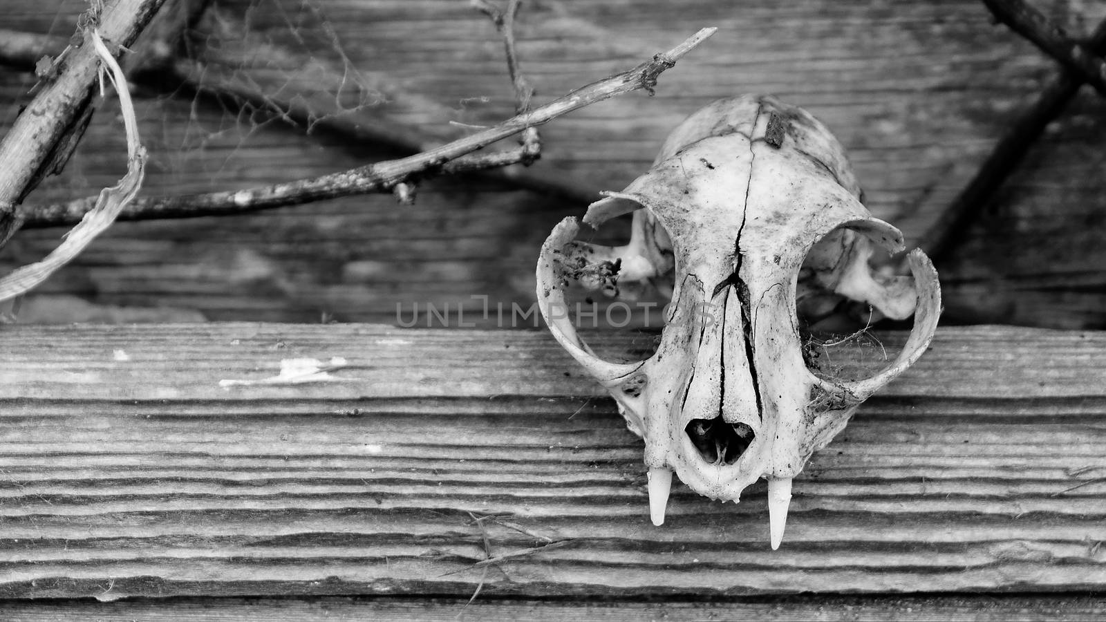 Animal Skull and Barn by backyard_photography