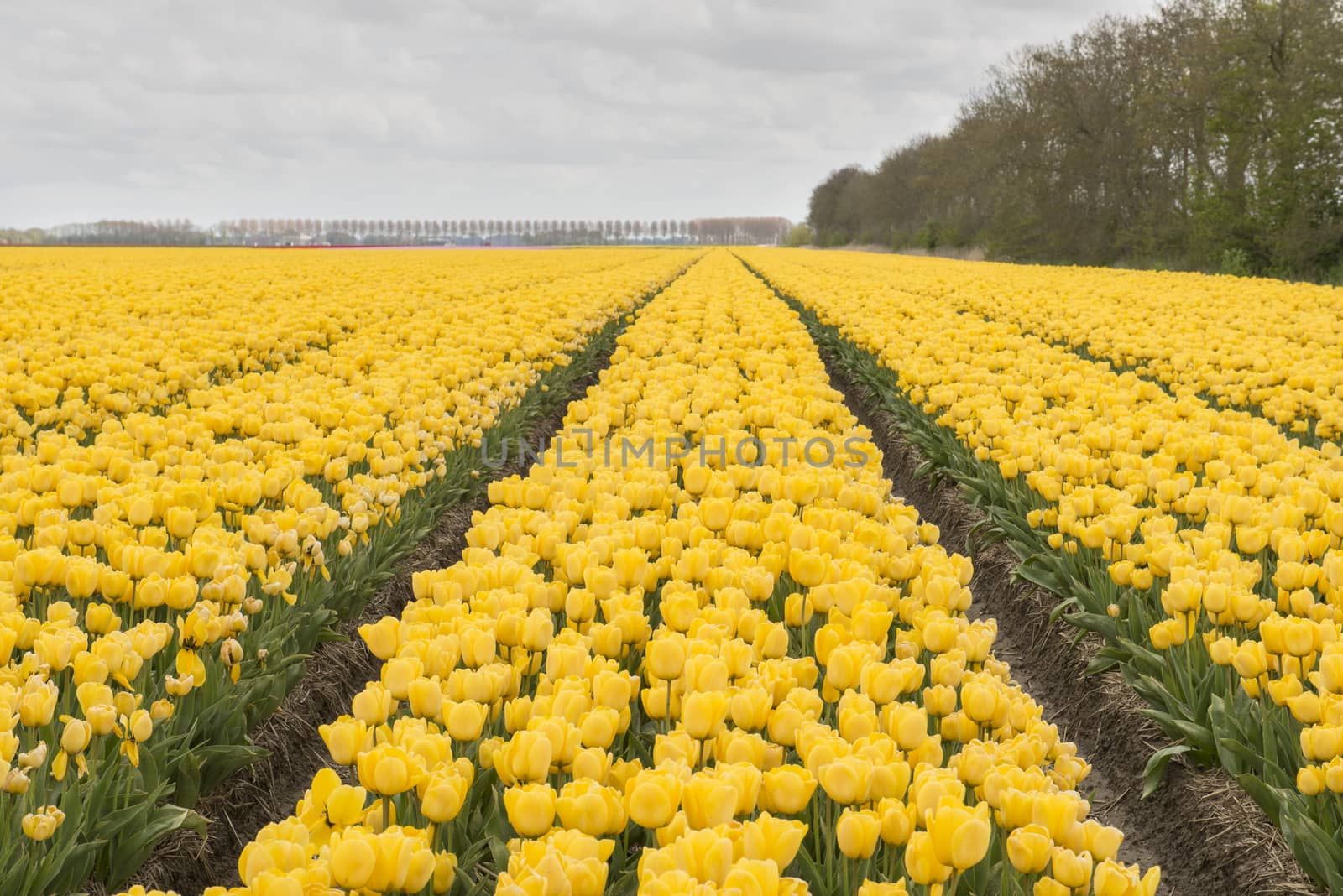 Yellow tulips in the Noordoostpolder in the Netherlands by Tofotografie