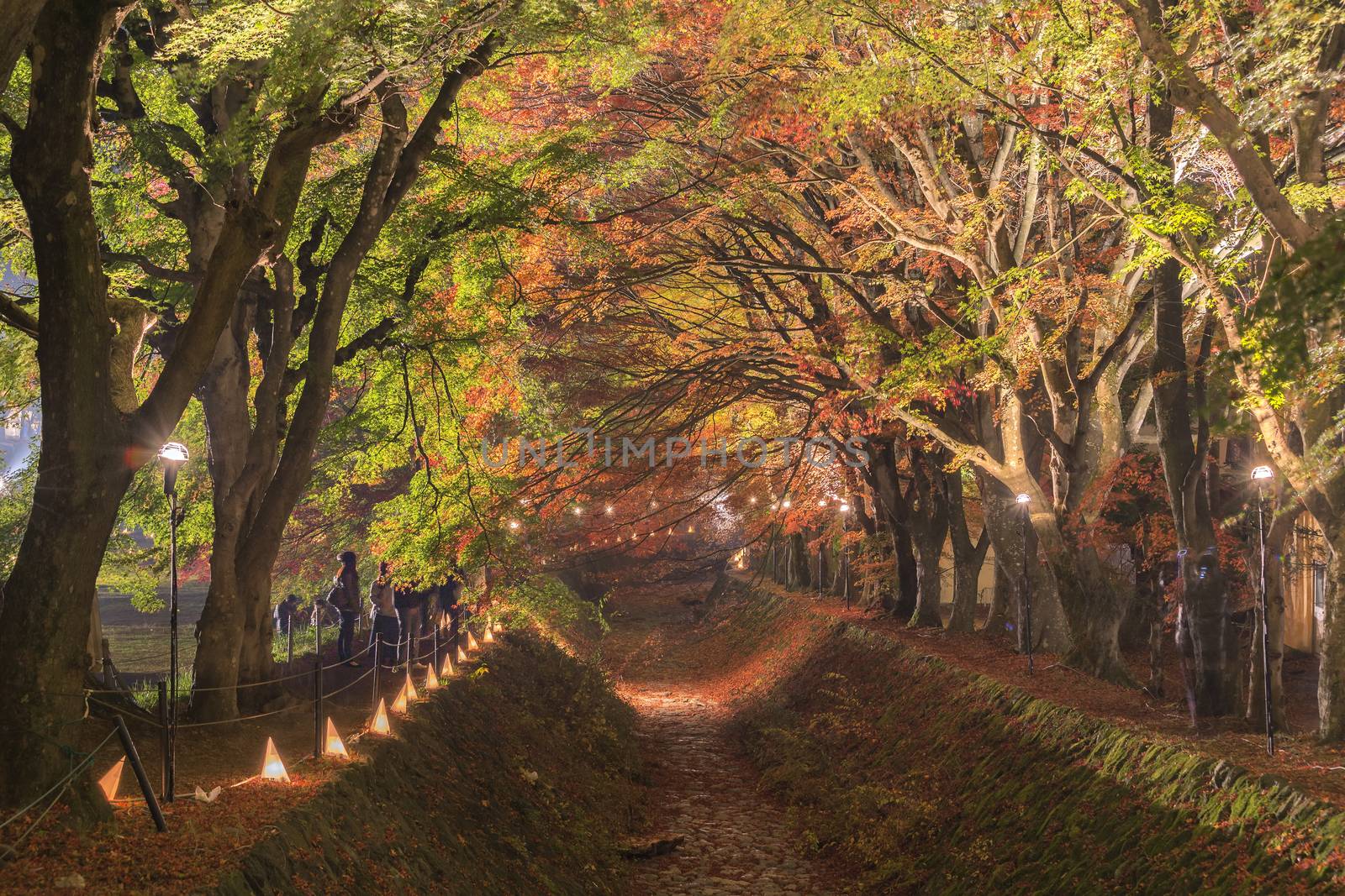 This photo was shot from the area around Mt.Fuji. The Momiji or Maple will light up at night. This is called maple corridor or maple tennel at Nashigawa river, Japan.