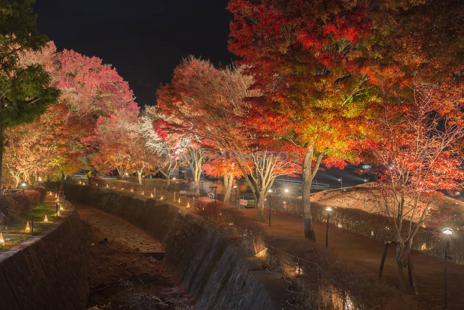 This photo was shot from the area around Mt.Fuji. The Momiji or Maple will light up at night. This is called maple corridor or maple tennel at Nashigawa river, Japan.