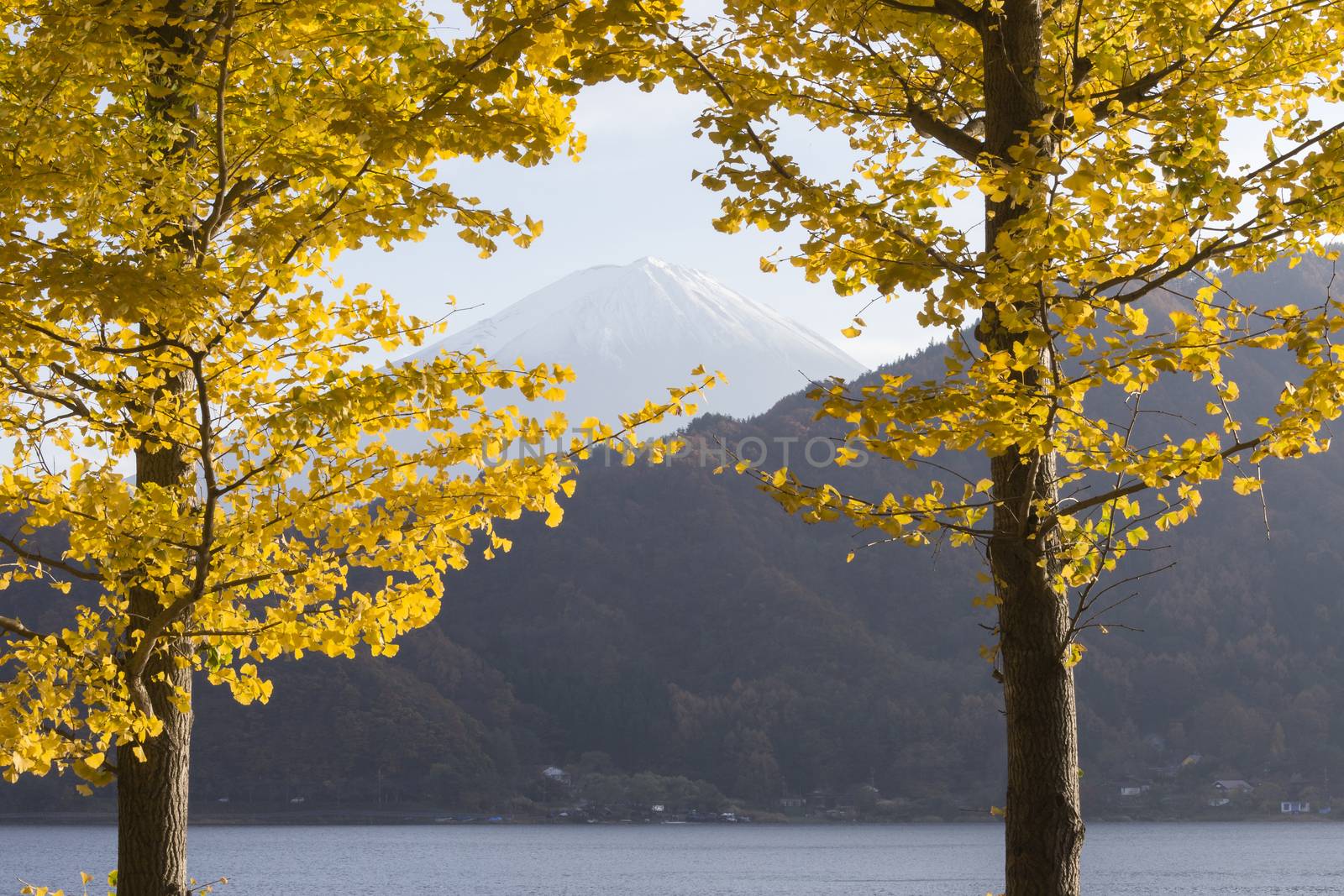 This photo was shot from the area around Mt.Fuji. Ginkgo leaves turn to yellow color in autumn. It is the same time as Maple leaves change color.