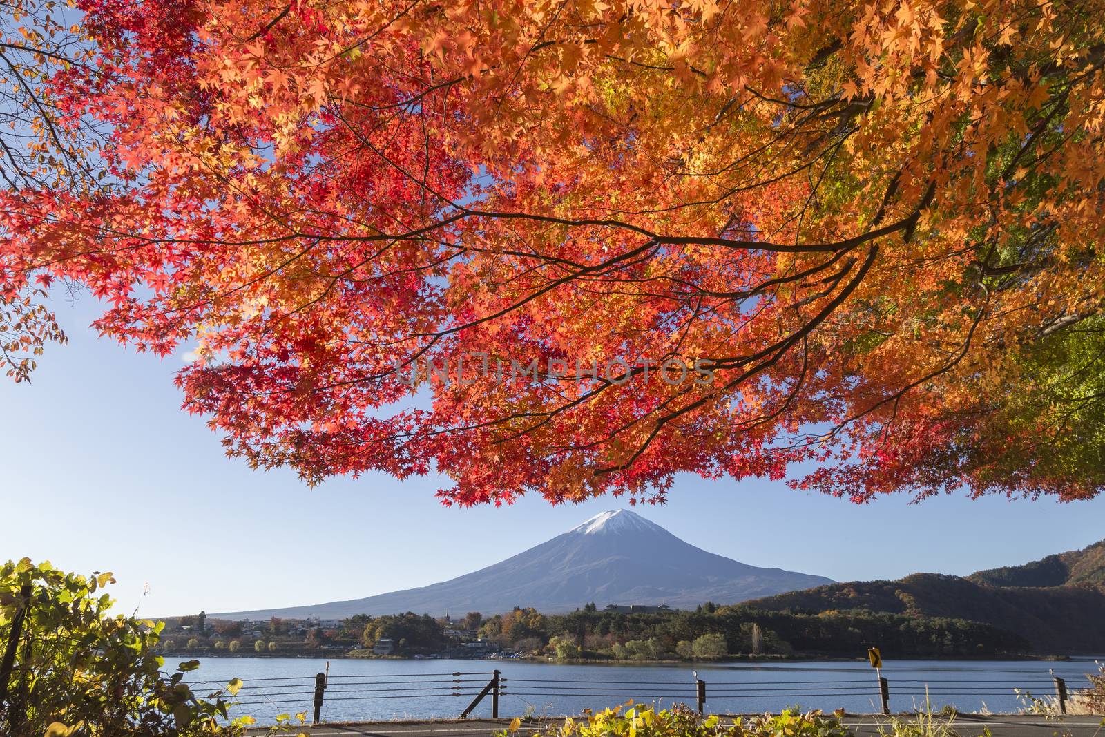 This photo was shot from the area around Mt.Fuji in Autumn. It is time to start snow cap on the top of Mt.Fuji and maple leaves change to autumn color. There are 5 lakes around Mt.Fuji.