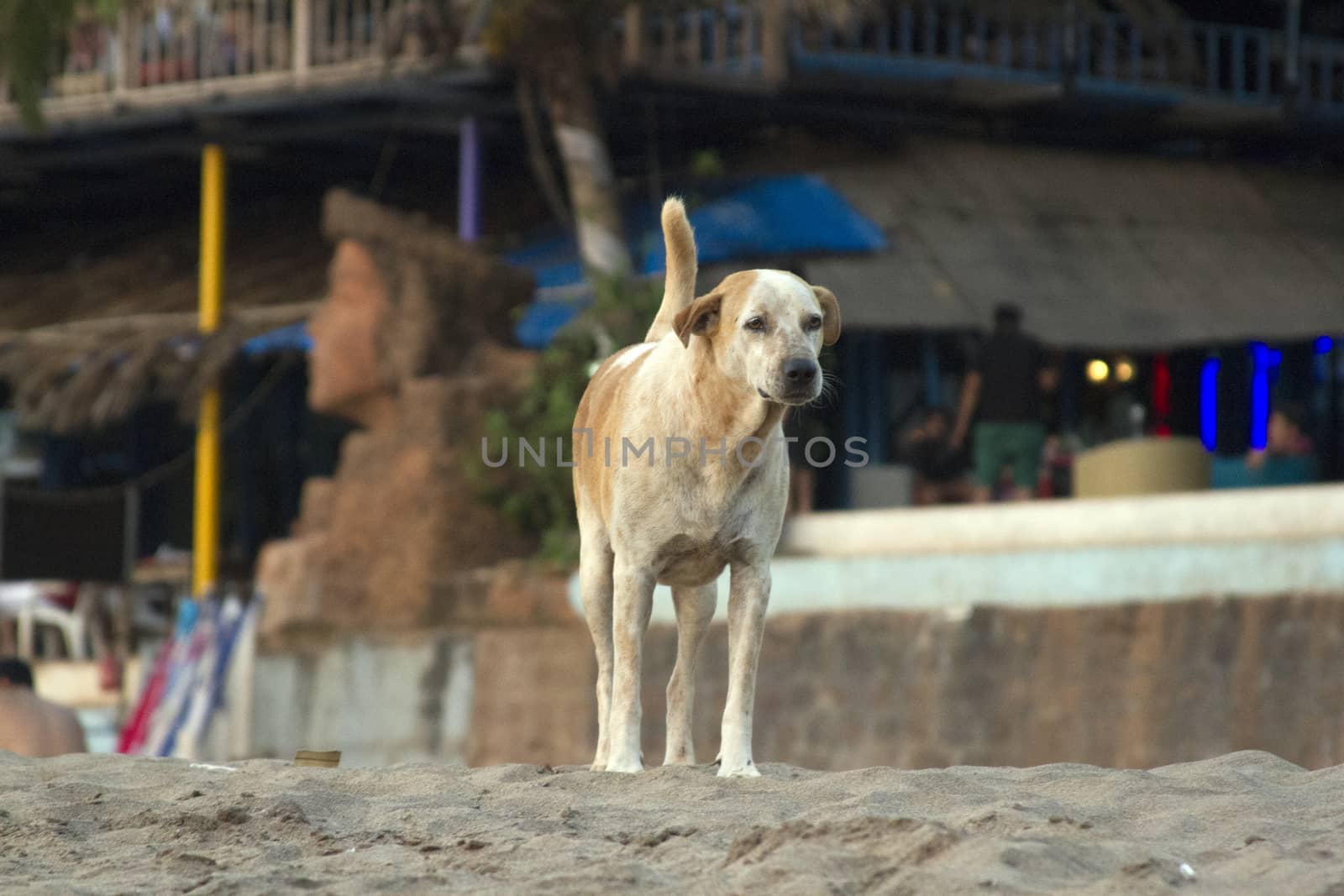 Dog on the beach of Goa, India. by mcherevan