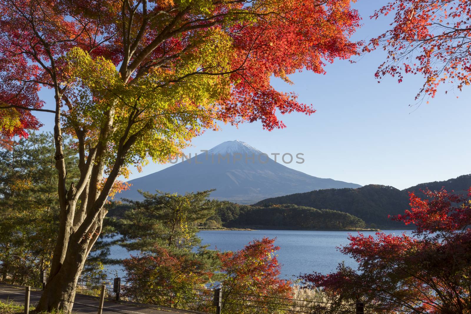 This photo was shot from the area around Mt.Fuji in Autumn. It is time to start snow cap on the top of Mt.Fuji and maple leaves change to autumn color. There are 5 lakes around Mt.Fuji.