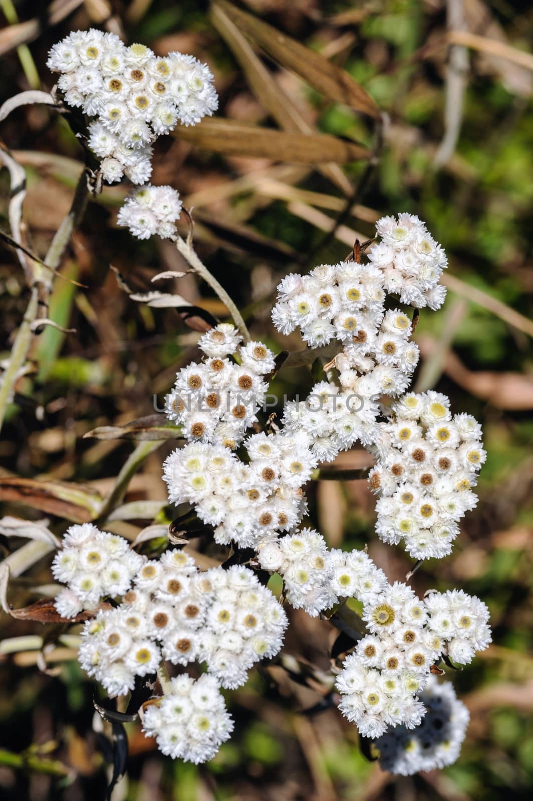 Beautiful wildflowers ,the scientific name "Blumea Balsamifera (L.) DC." found in tropical rainforests altitude of over 2,600 feet.