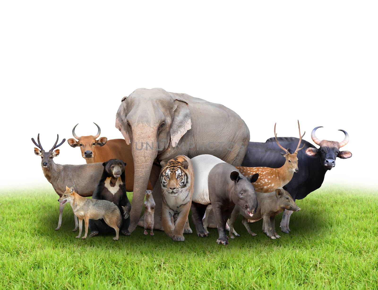 group of asia animals with fresh green grass on white background