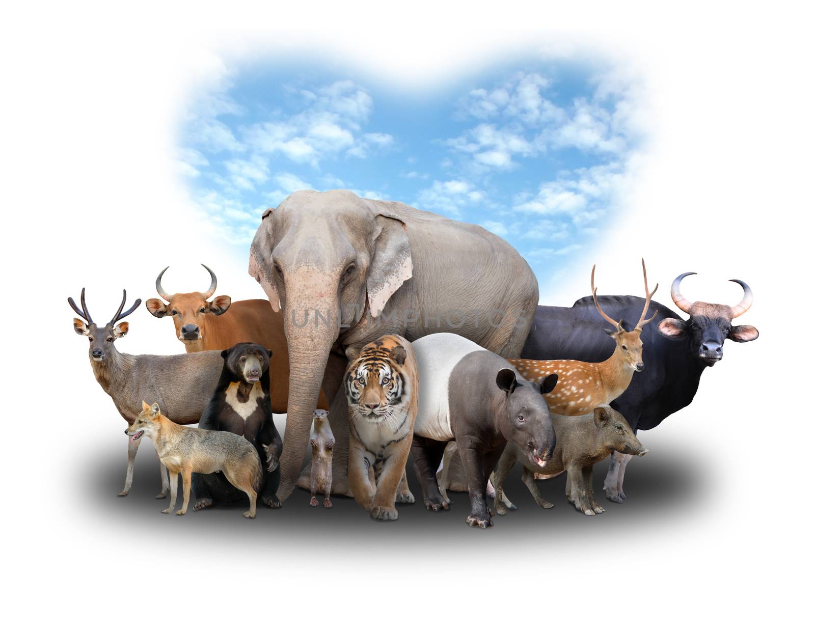 group of asia animals with heart shape blue sky on white background