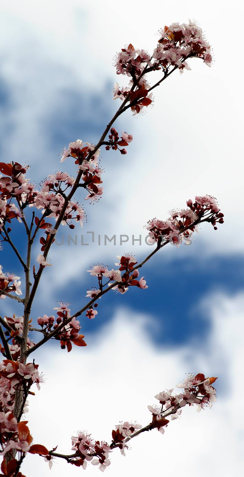 Beauty Pink Cheery Tree Blossom against Blue Skies with White Clouds Outdoors