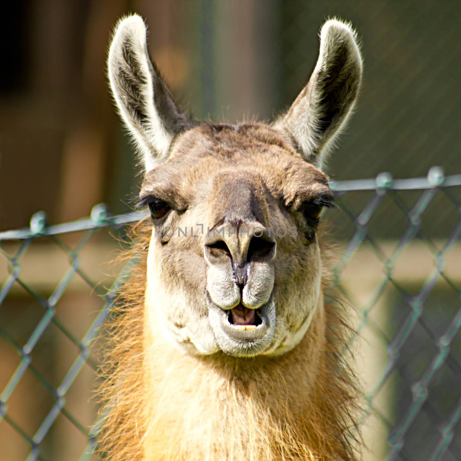 Llama looking nosy by gwolters