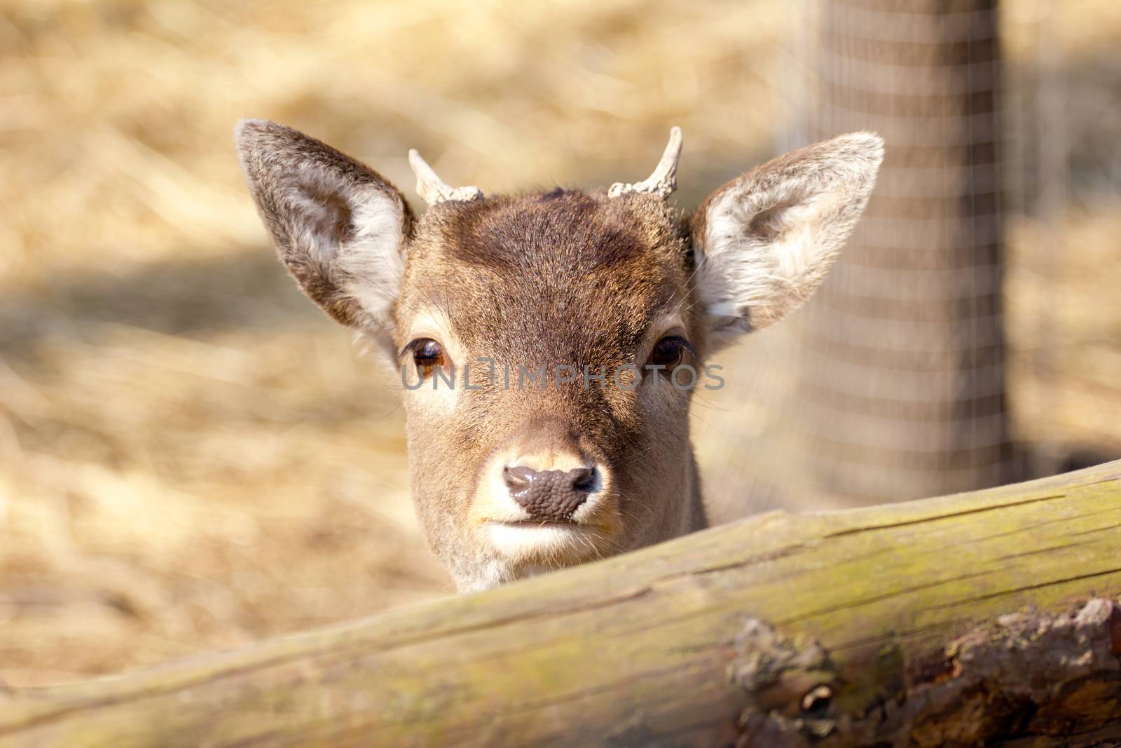 Roe deer fawn by gwolters