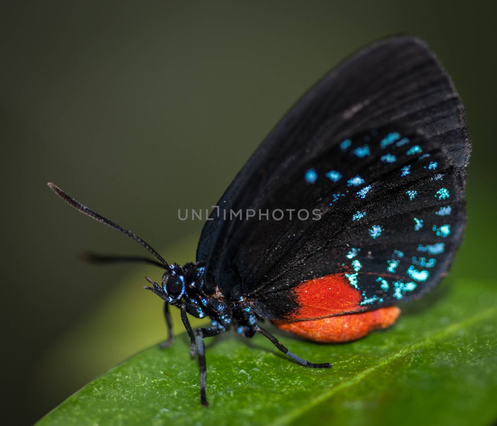 Butterfly Isolated by snelsonc