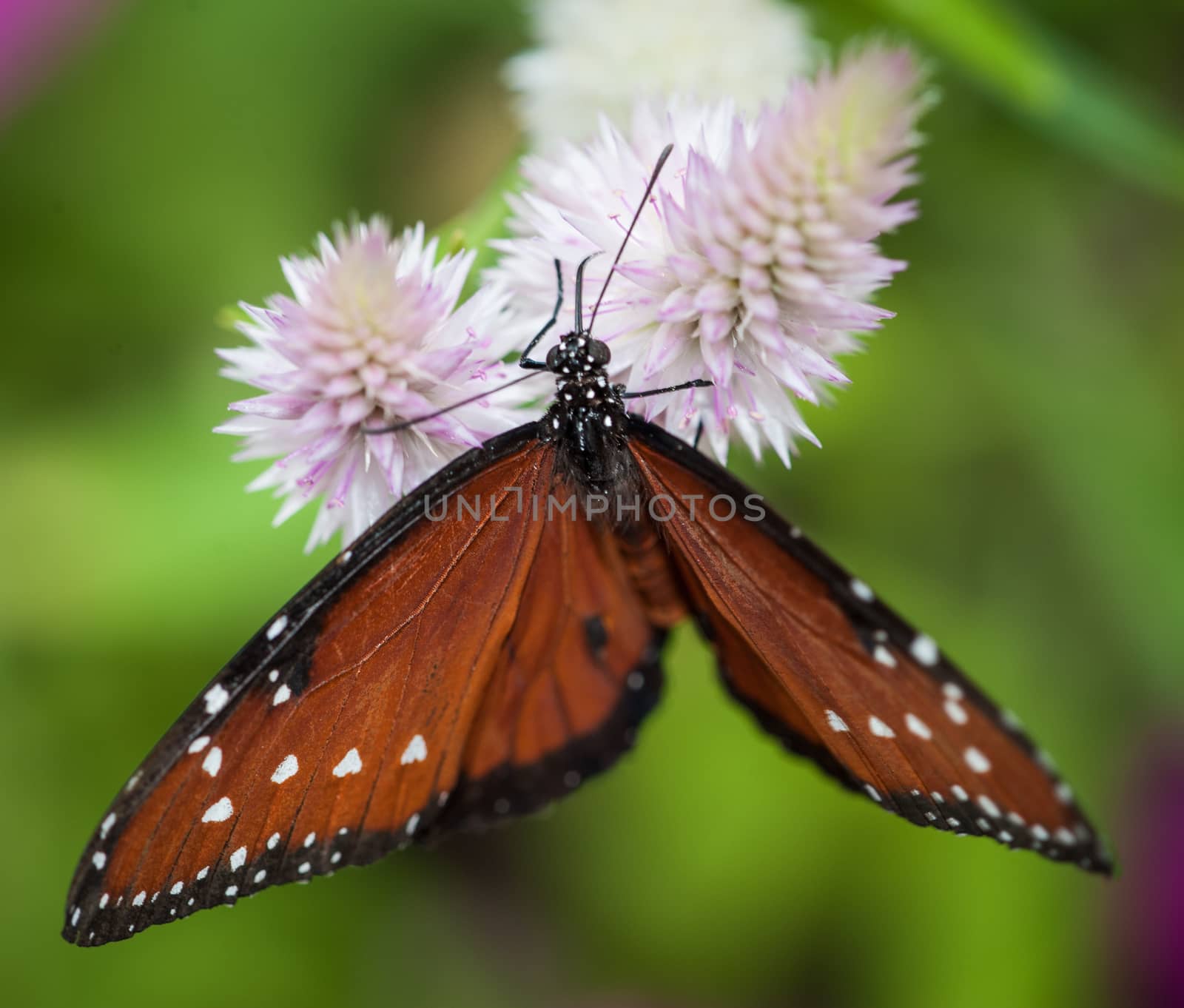 Beautiful Butterfly Isolated on a green background