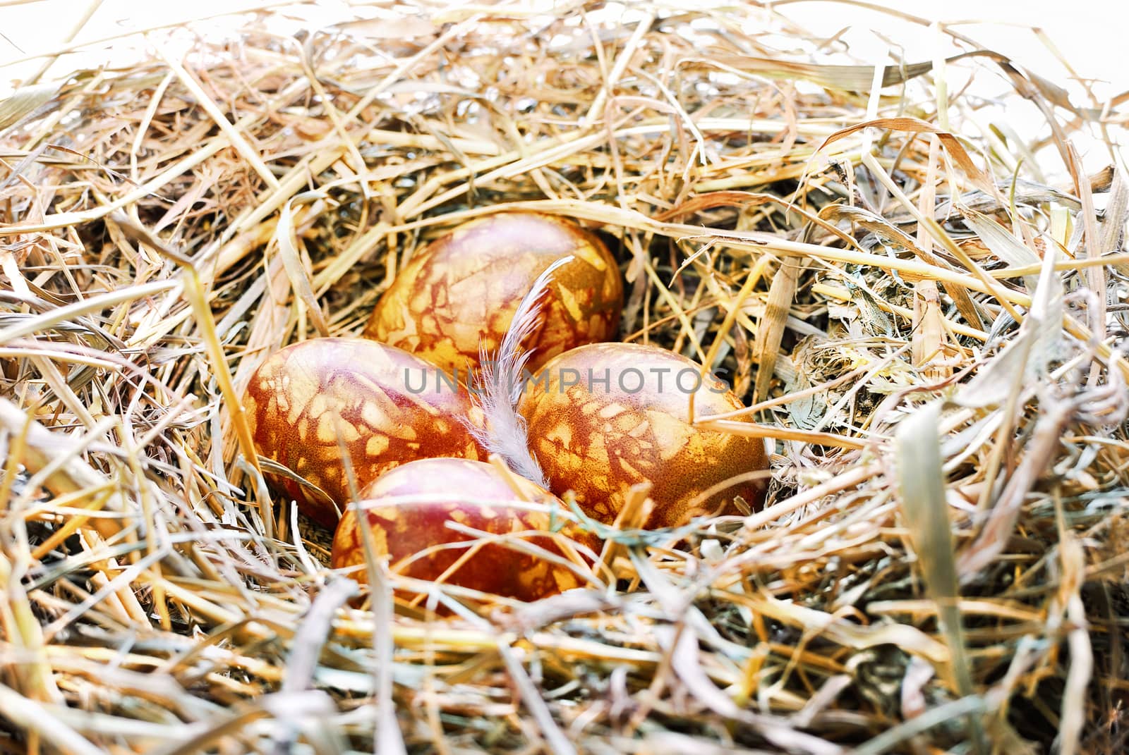 Background with Easter Eggs in bird nest by makspogonii