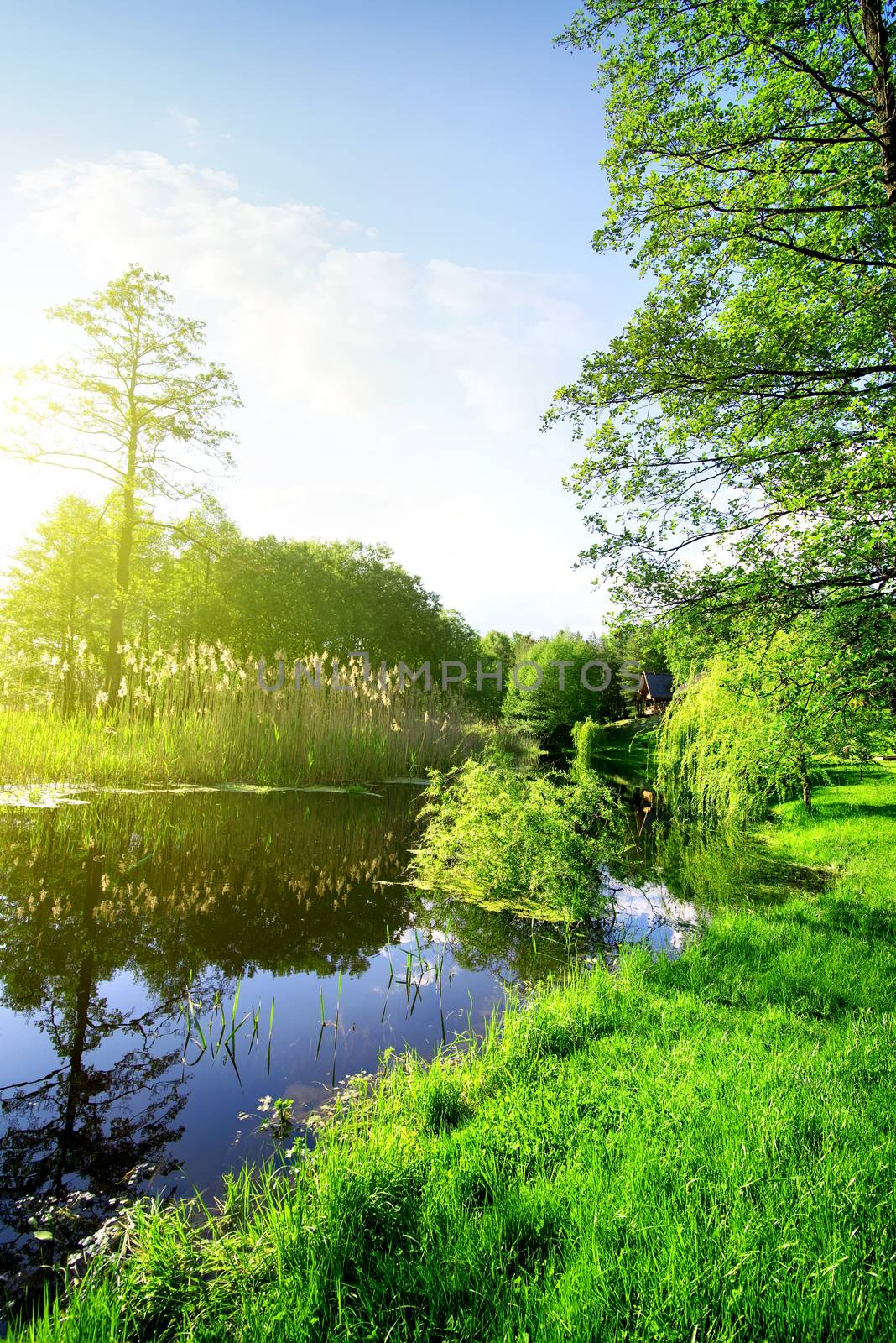 Calm river and green forest at sunrise