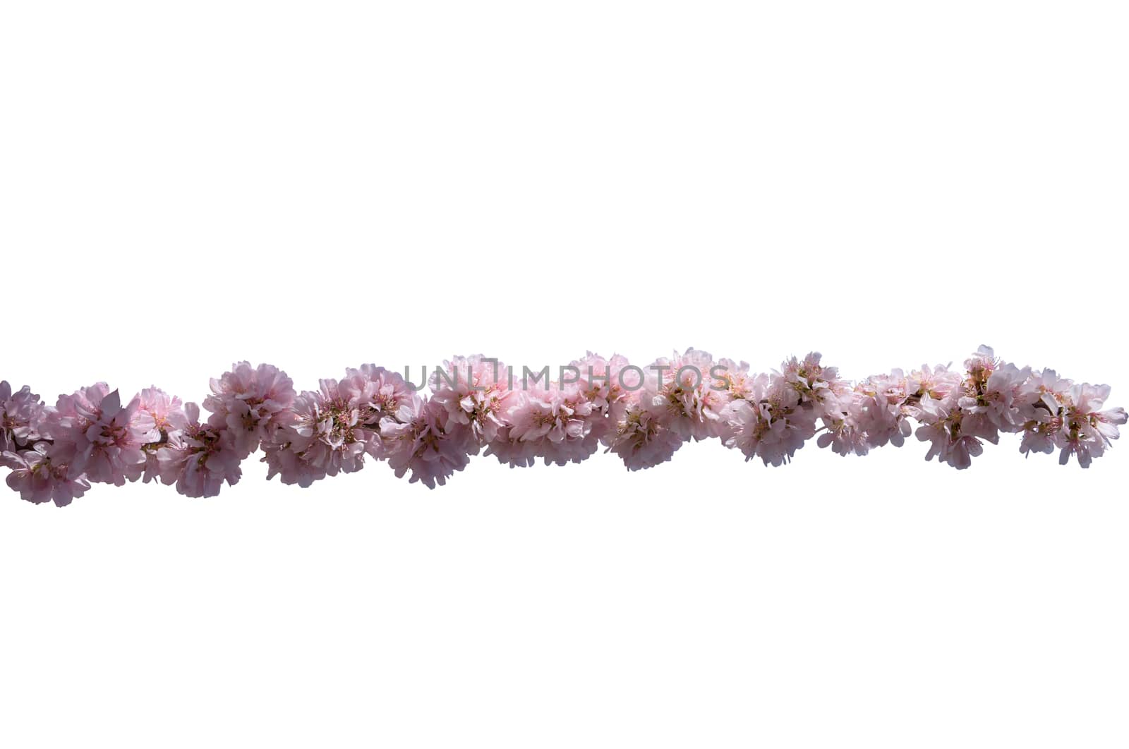 Isolated branch with sakura flowers