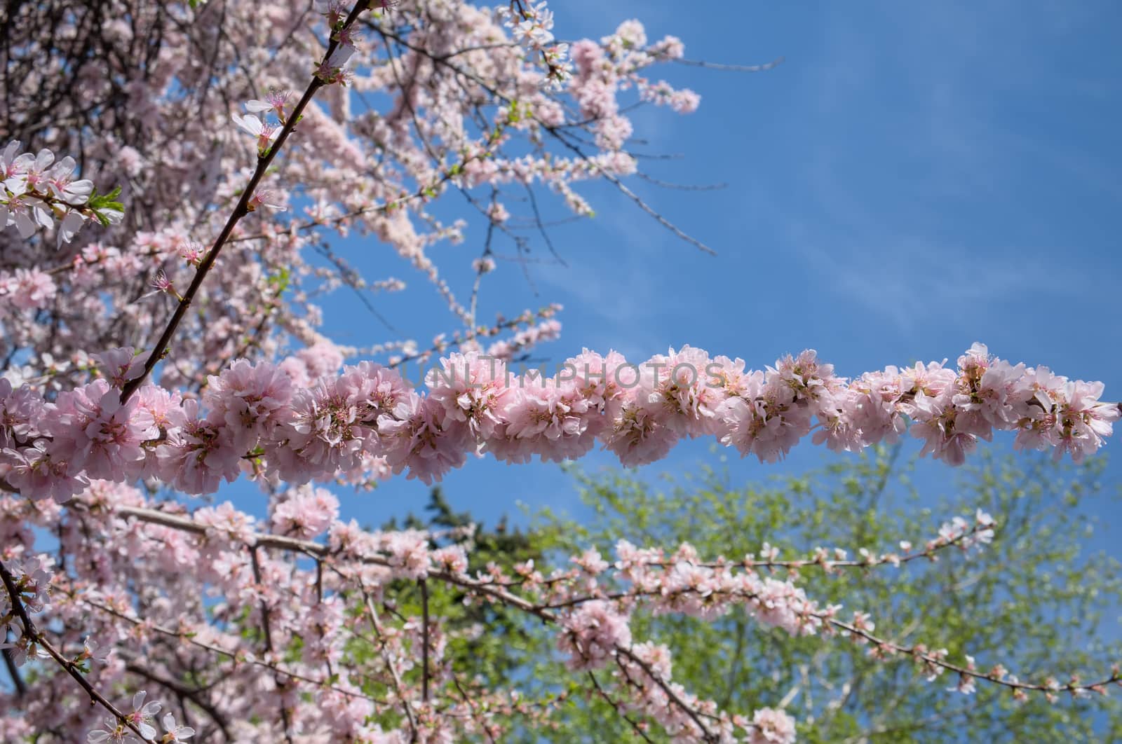 Isolated branch with sakura flowers