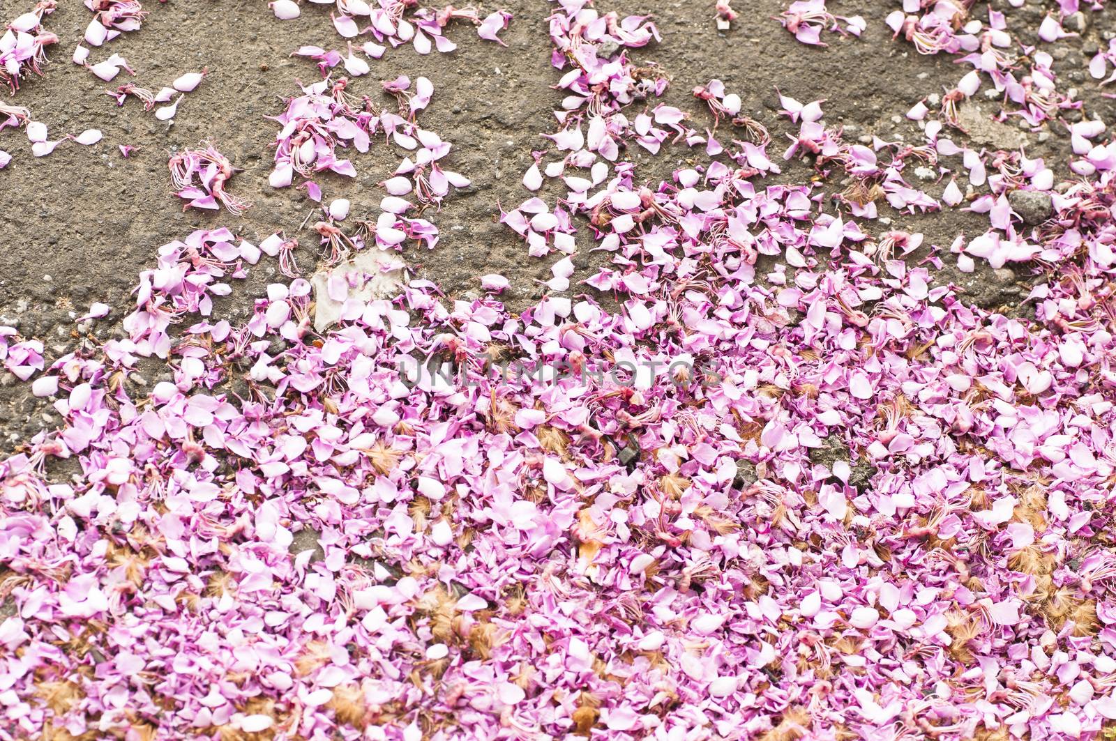 petals wisteria on the road