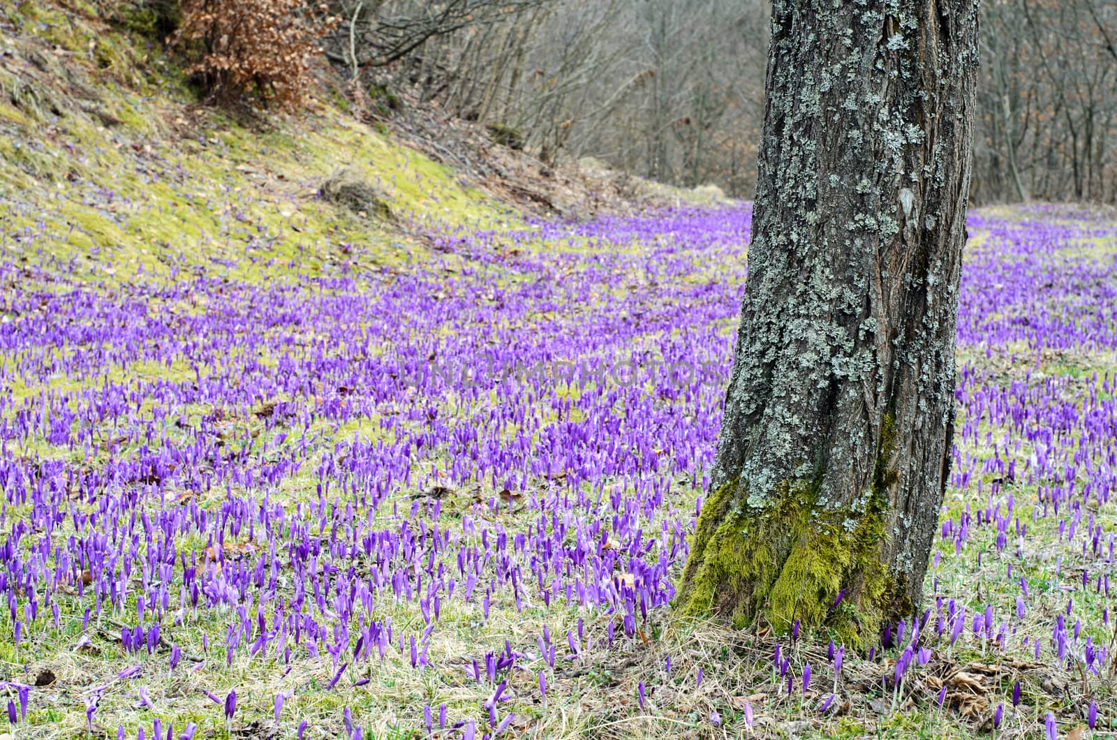 Crocus field with tree by AntonGorlin