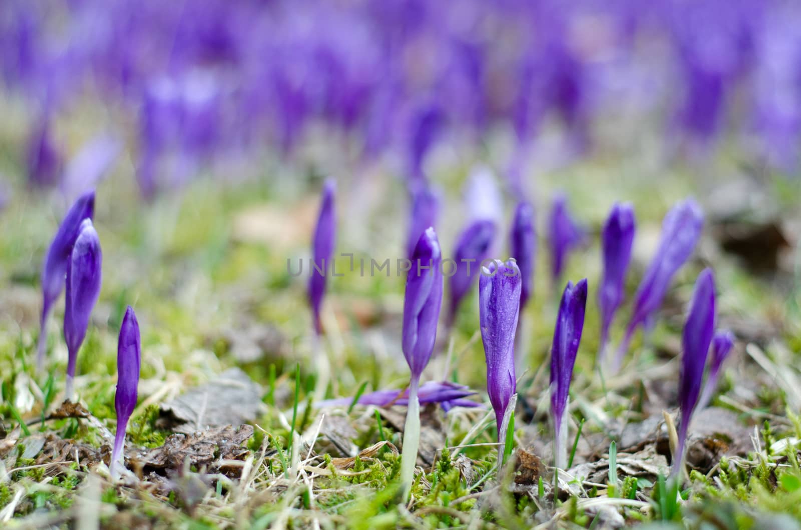 Purple crocus field by AntonGorlin