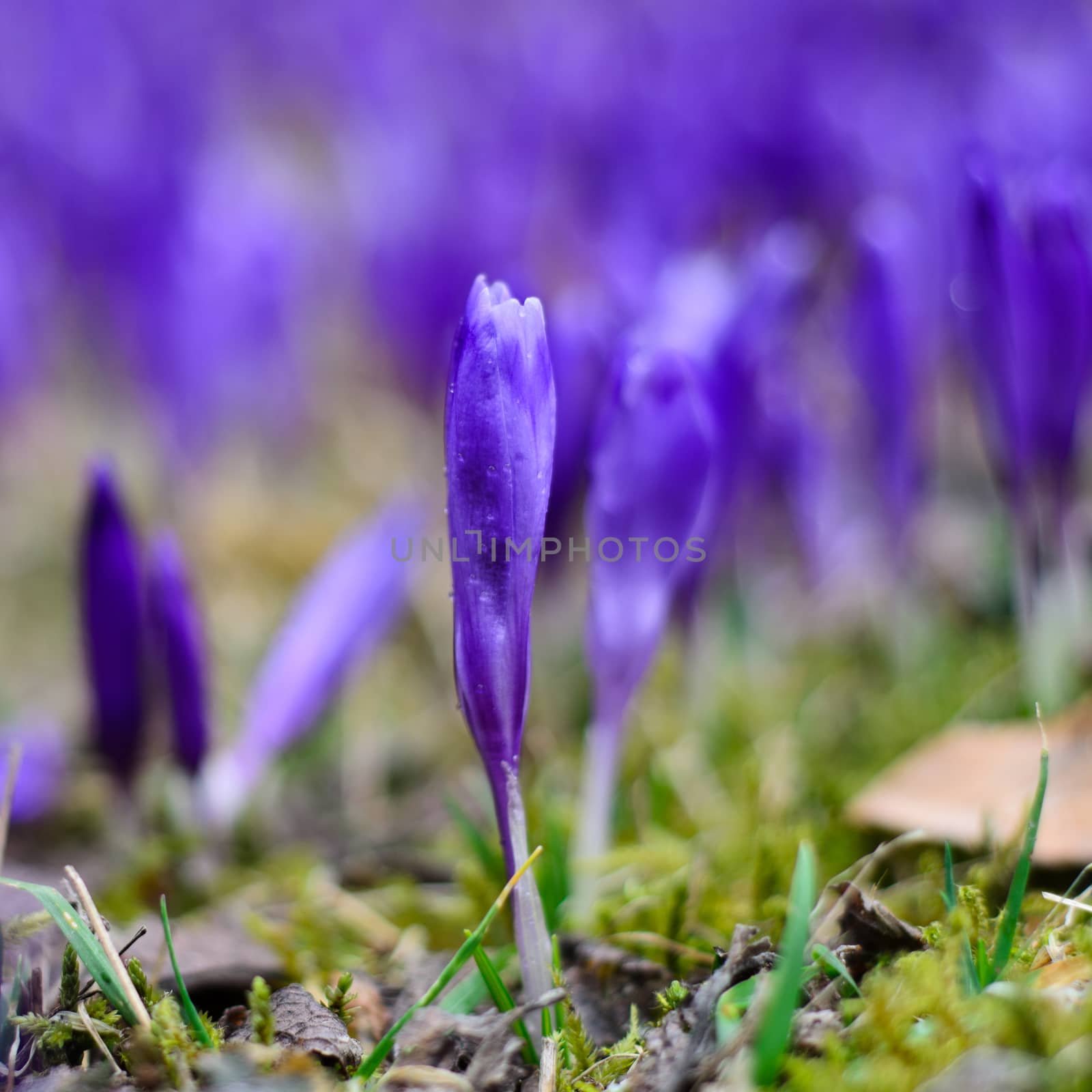 Purple crocus field depth of field