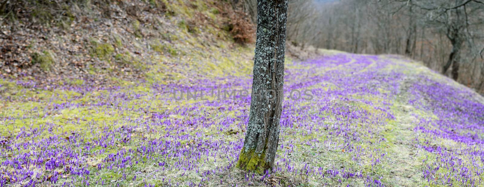 Panoramic purple crocus field with patches of green grass behind a mossy tree