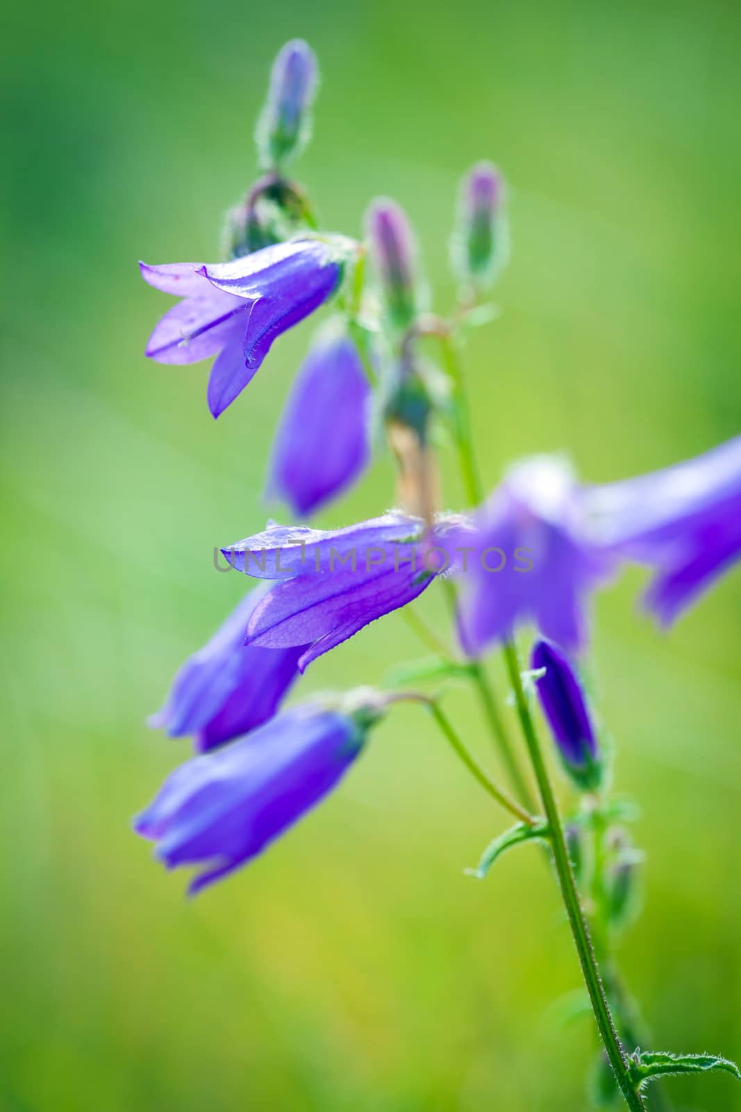 Harebells (Campanula) wild flowers on summer meadow