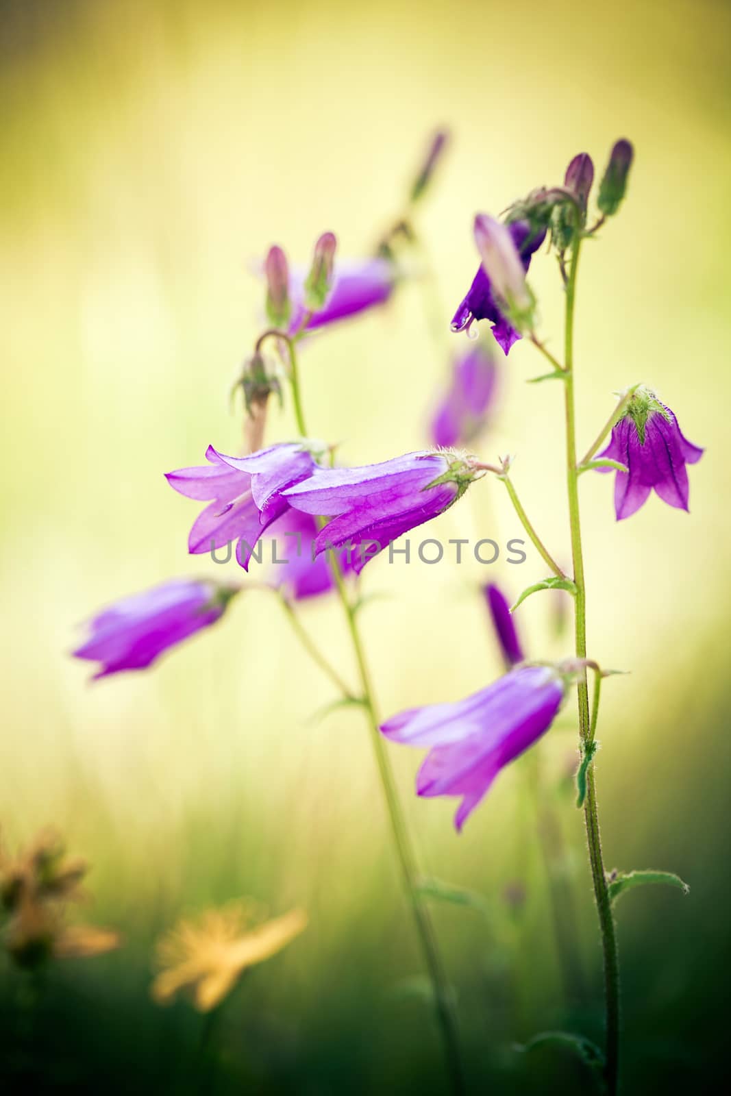 Harebells (Campanula) wild flowers on summer meadow