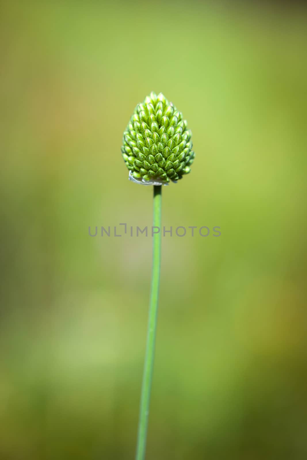 Thistle flower bud