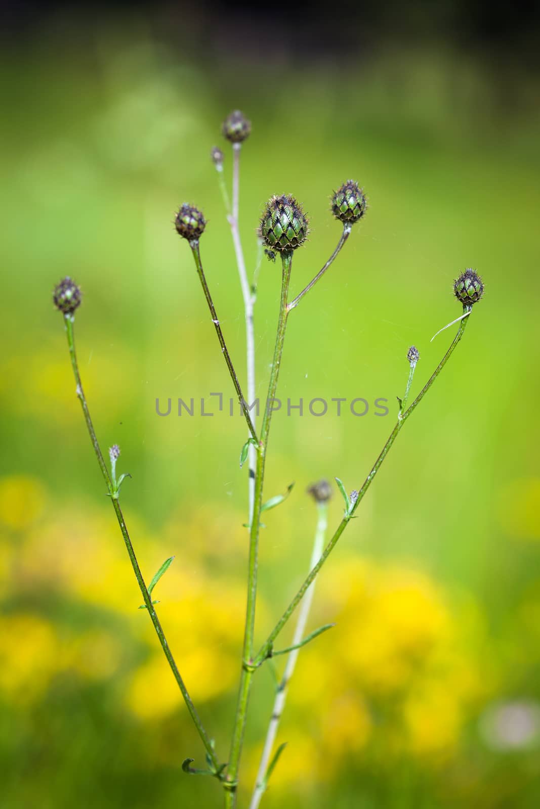 Thistle flower bud