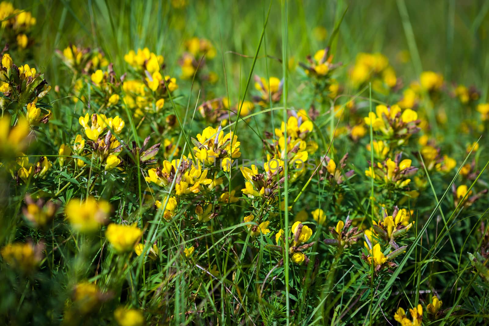 Wild flowers yellow Toadflax (Linaria vulgaris) on a green meadow