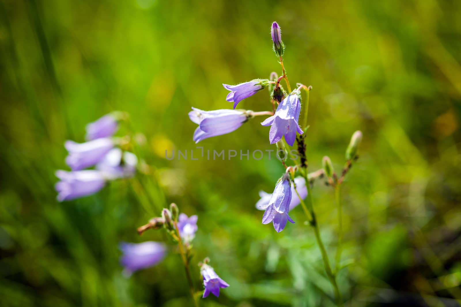 Harebells (Campanula) wild flowers on summer meadow