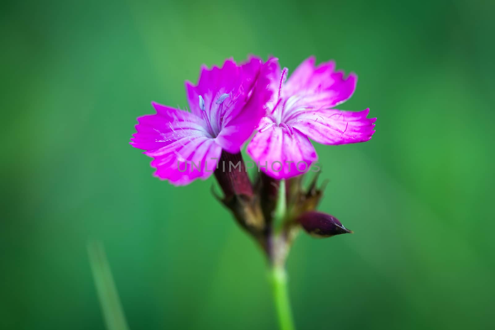 Small pink wild flowers on green meadow with shalow depth of field