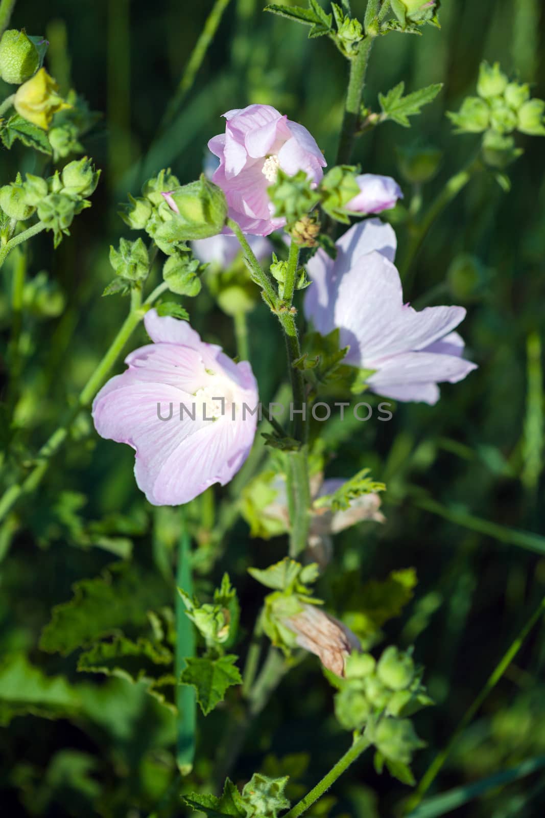 Closeup of pink Hollyhock flowers on green meadow