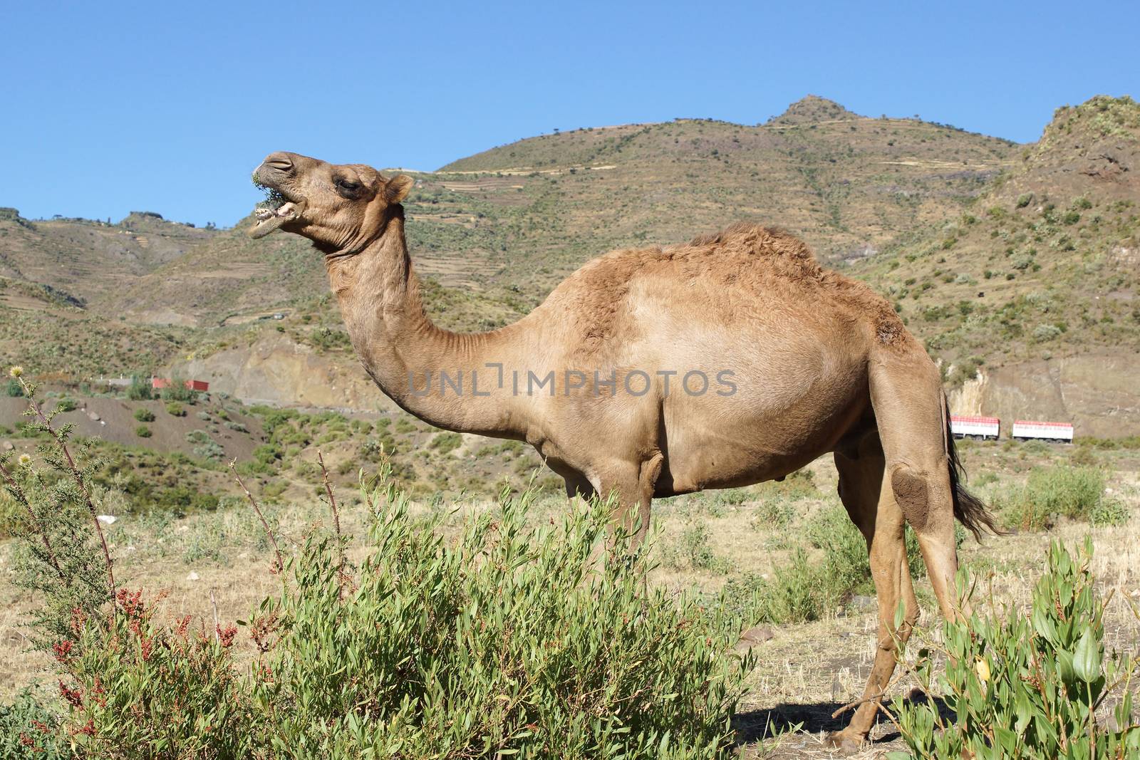 Arabian camel, Ethiopia, Africa