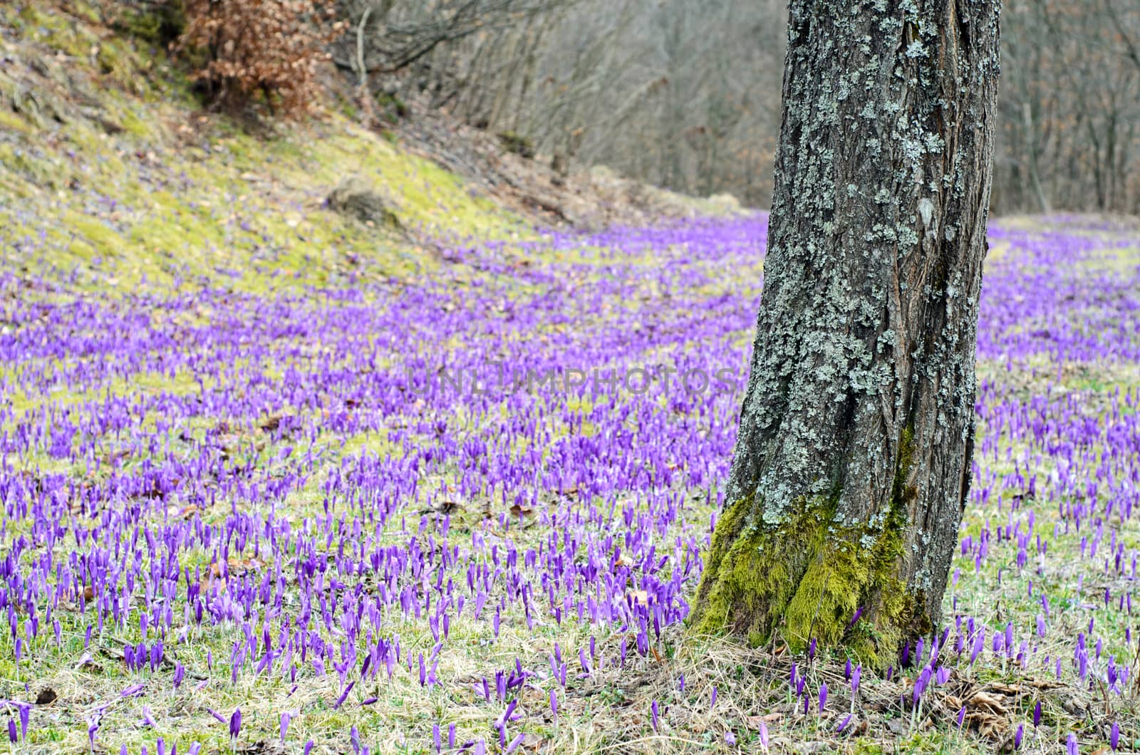 Purple crocus field with patches of green grass behind a mossy tree