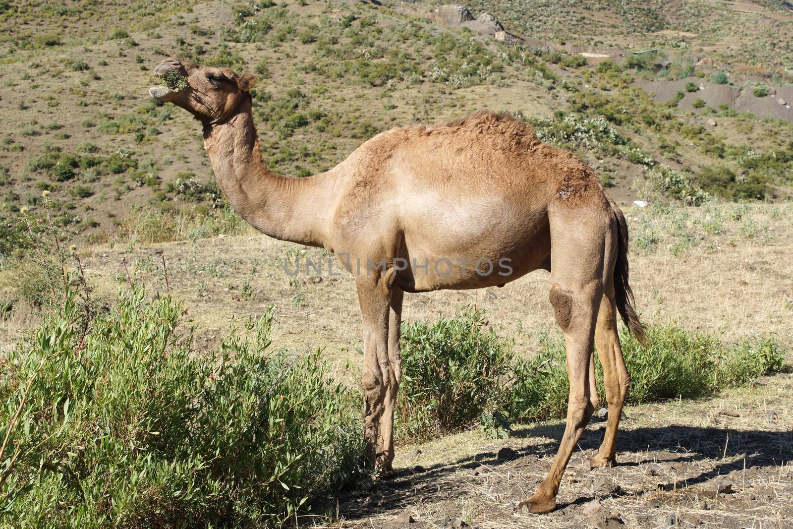 Arabian camel, Ethiopia, Africa