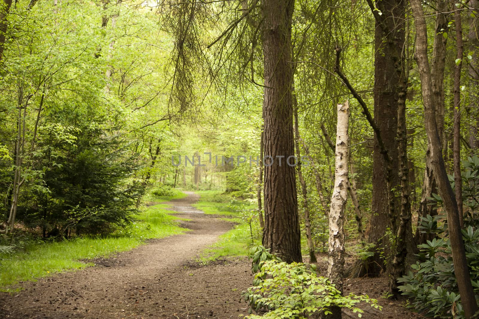 Beautiful English woodland scene with light coming though the trees.