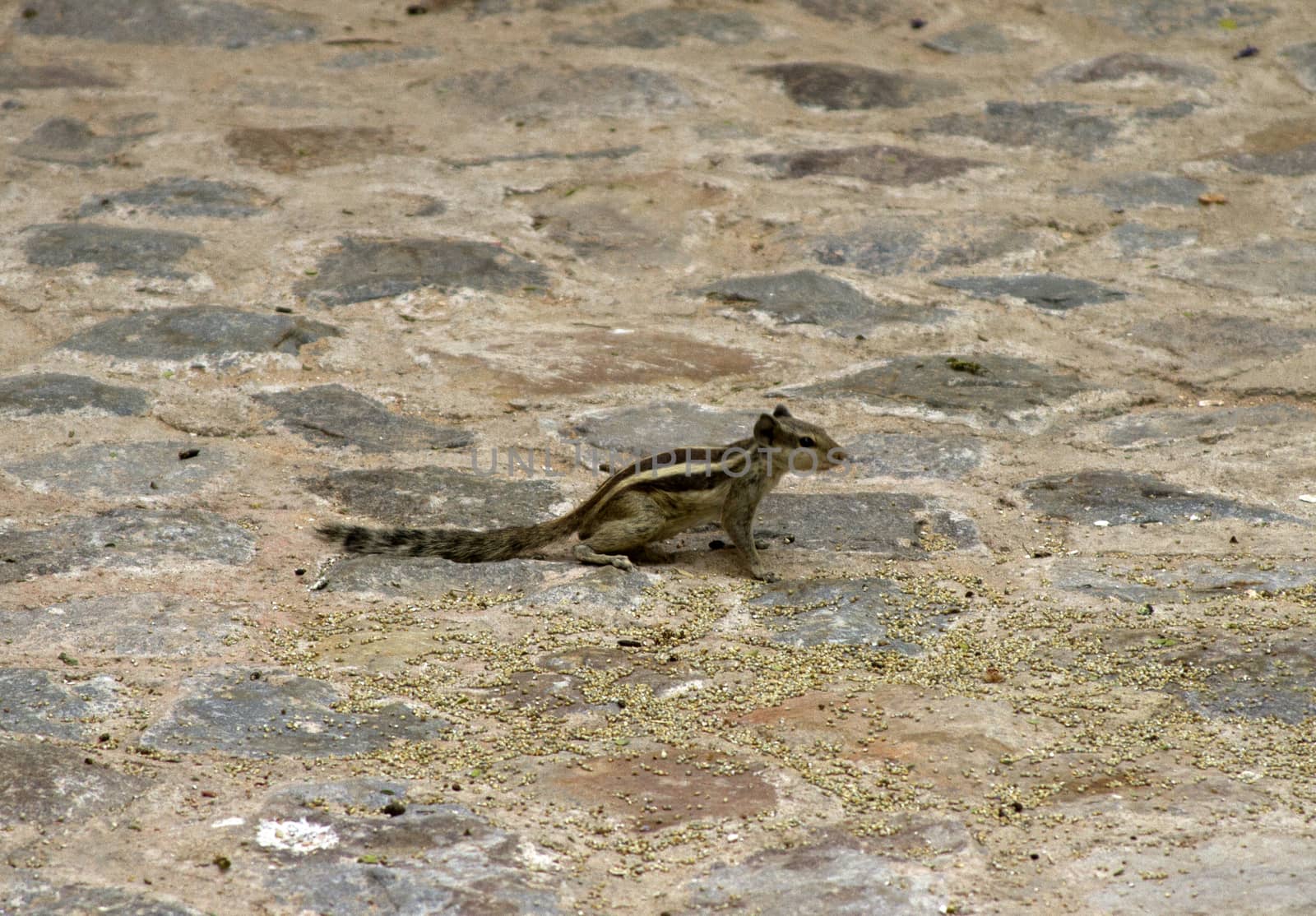 The chipmunk was prepared for a jump costs on a stone floor. India Goa. Beautiful wild chipmunk sits on a rock.