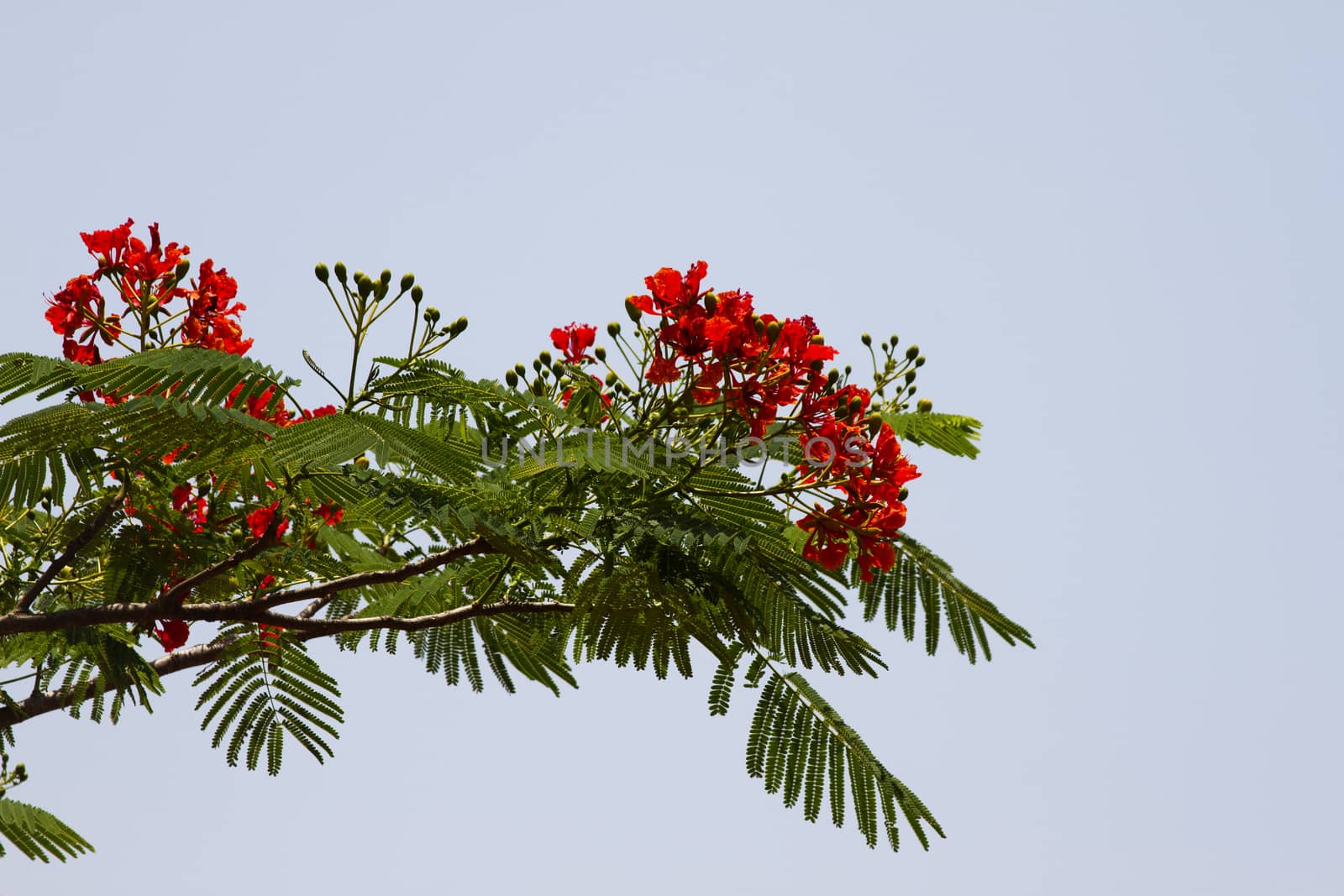 Beautiful red acacia branches. India Goa