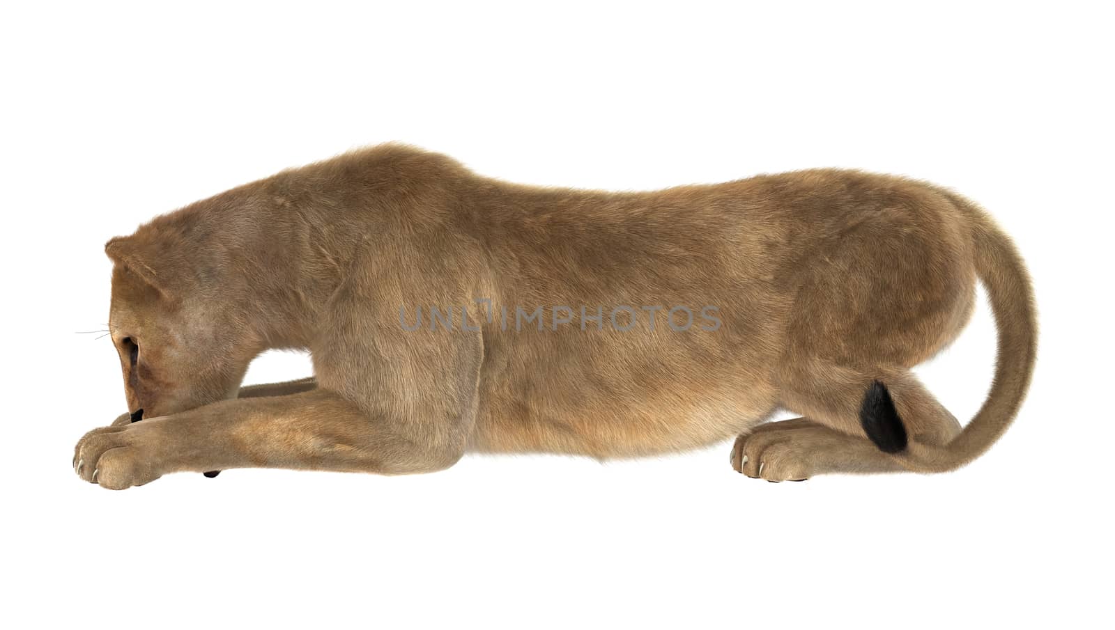 3D digital render of a female lion isolated on white background