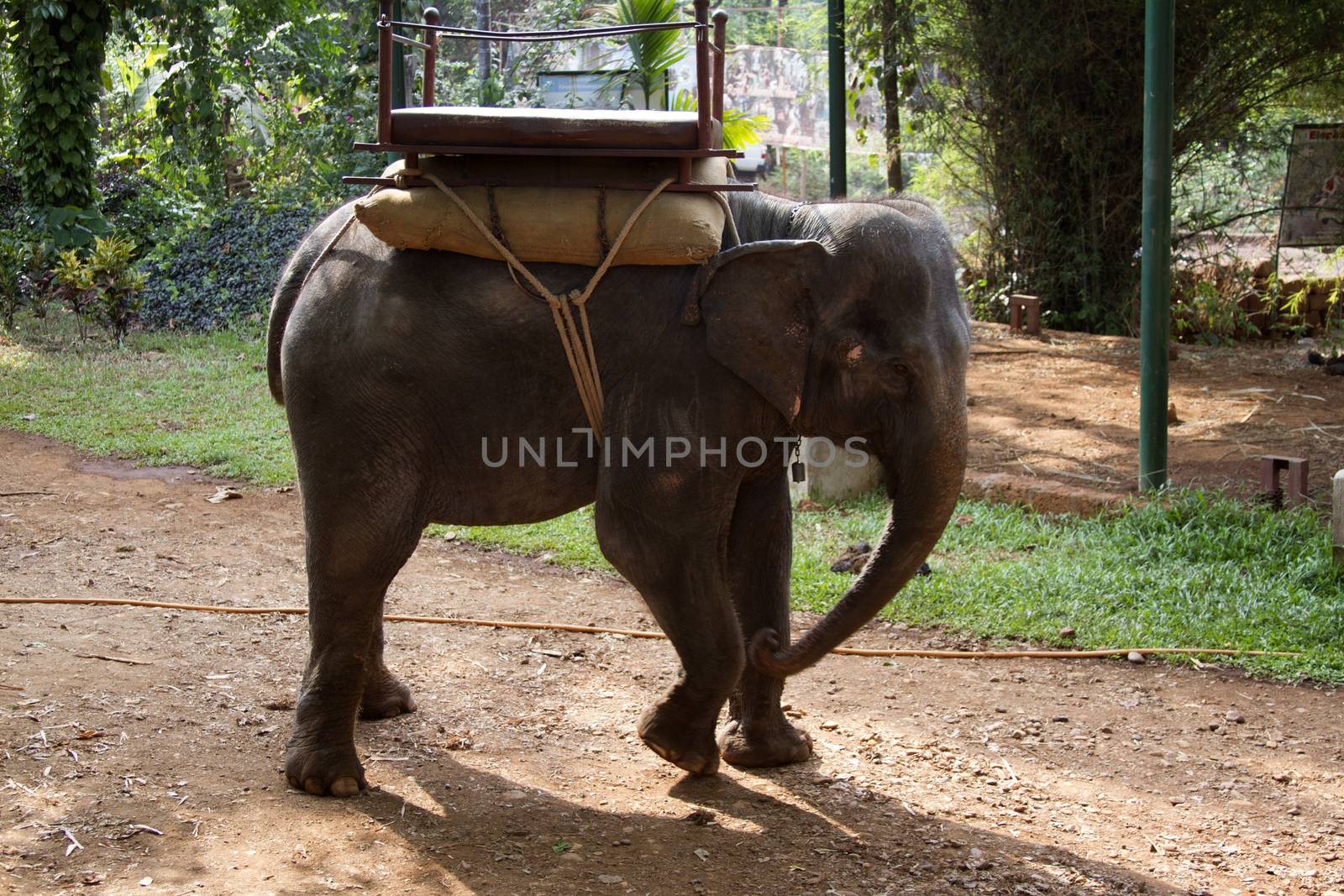 The beautiful Indian elephant with a seat for passengers costs waiting for people.