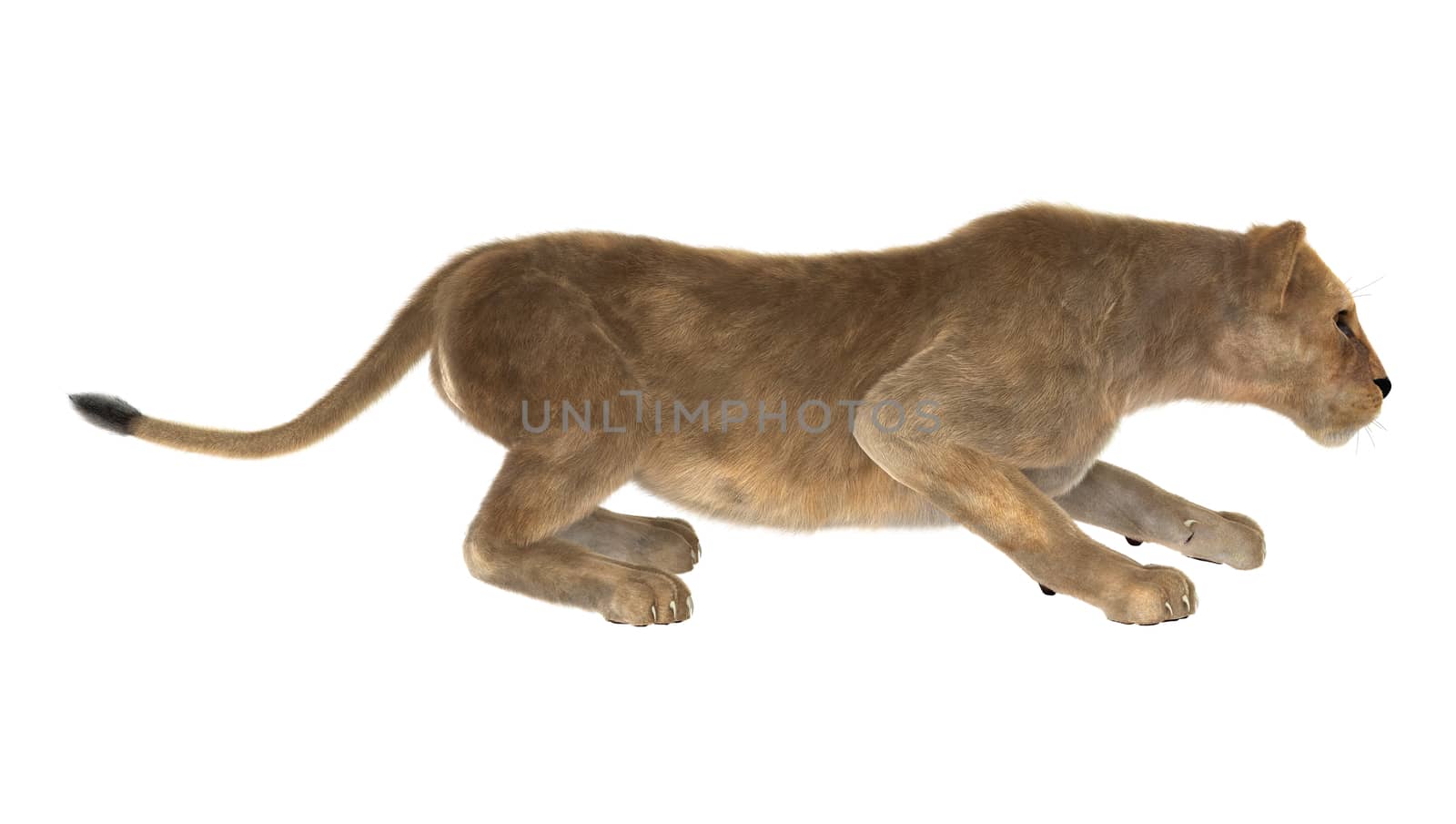 3D digital render of a female lion isolated on white background