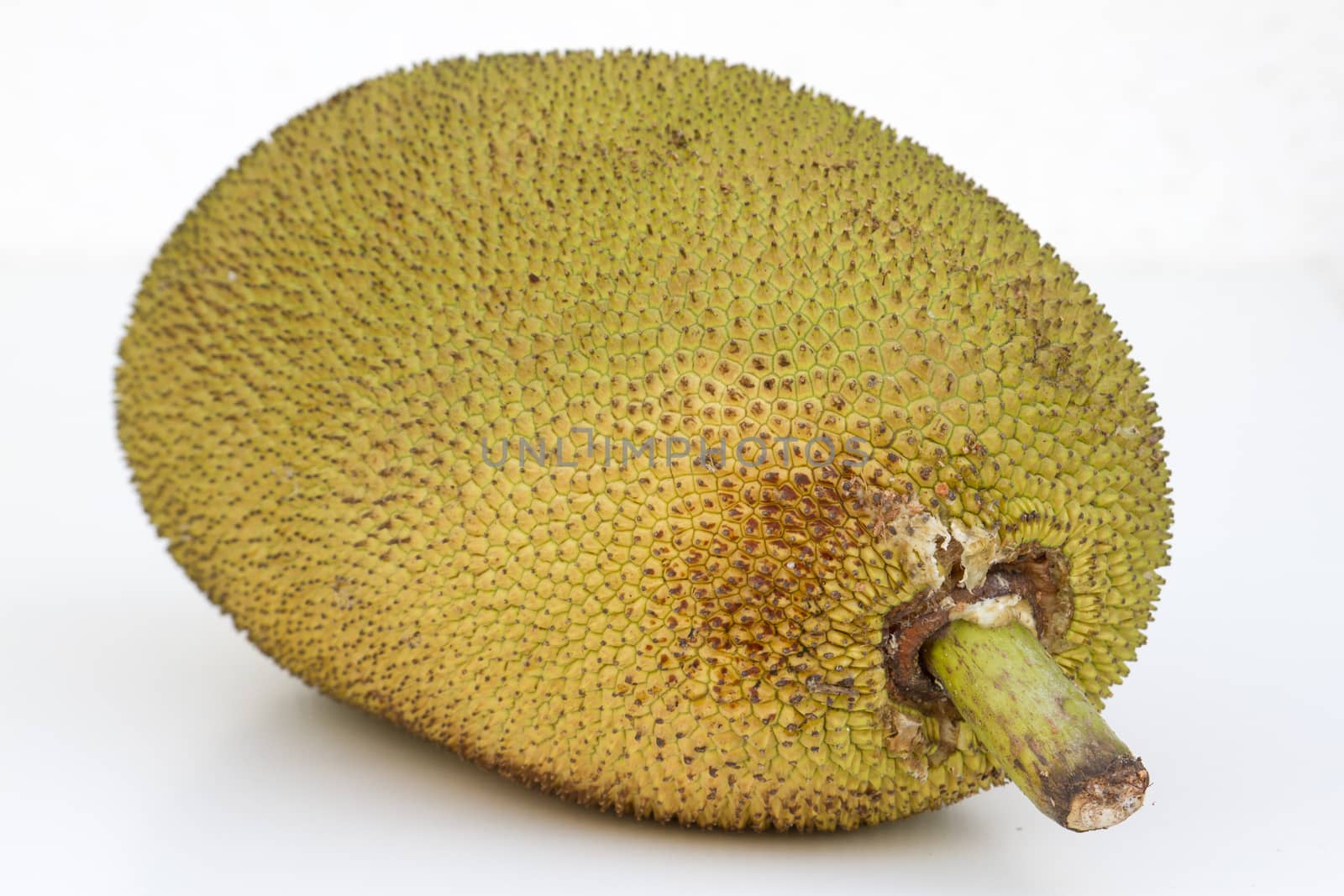 Large ripe jackfruit. India Goa. by mcherevan