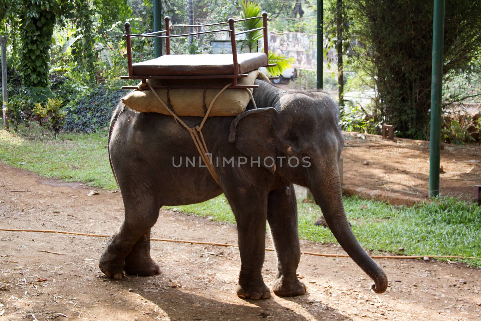 The beautiful Indian elephant with a seat for passengers costs waiting for people . India Goa   by mcherevan