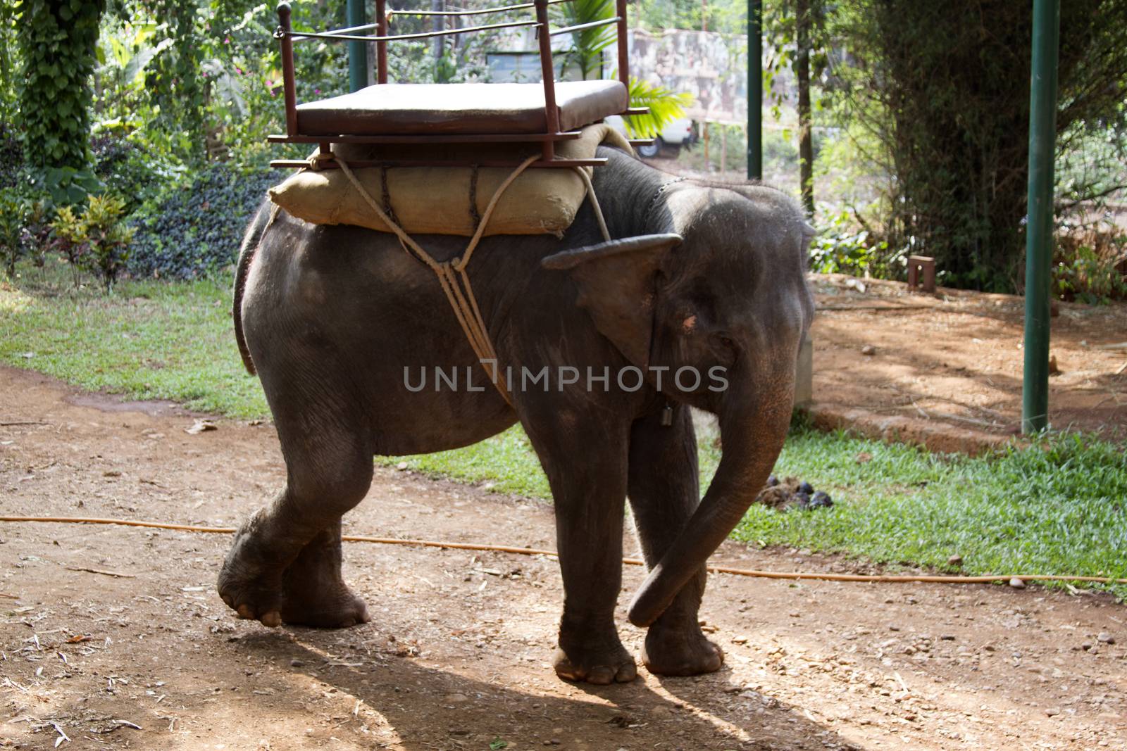 The beautiful Indian elephant with a seat for passengers costs waiting for people by mcherevan