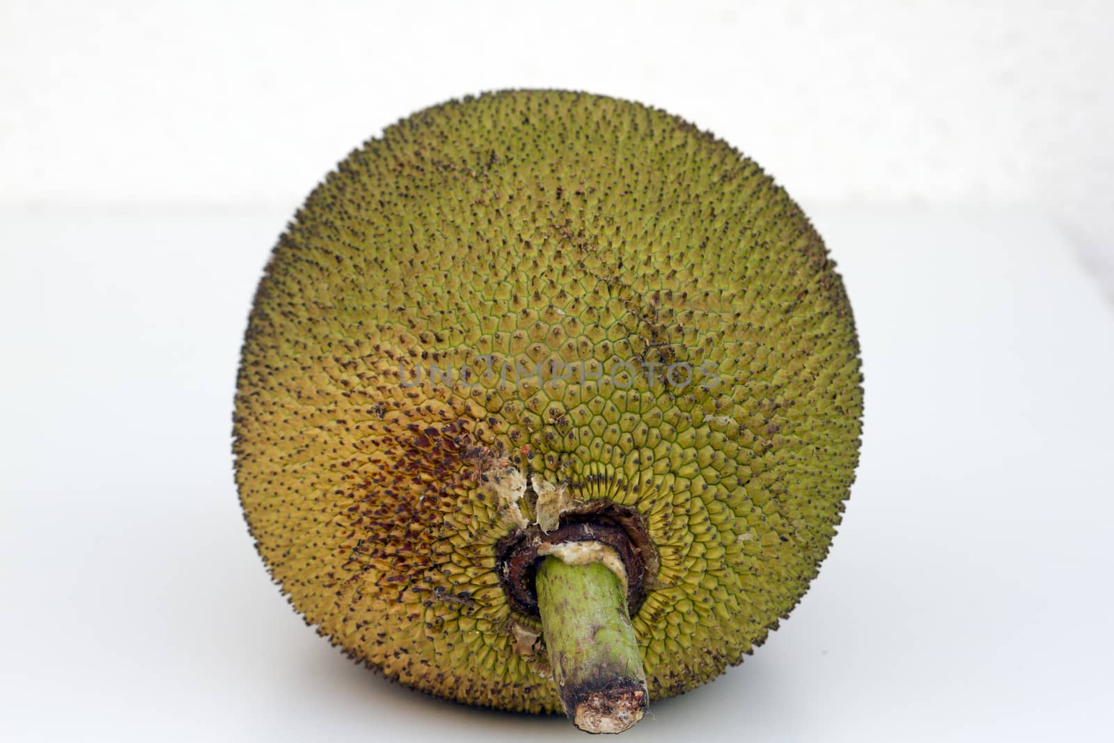 Large ripe jackfruit. India Goa. by mcherevan